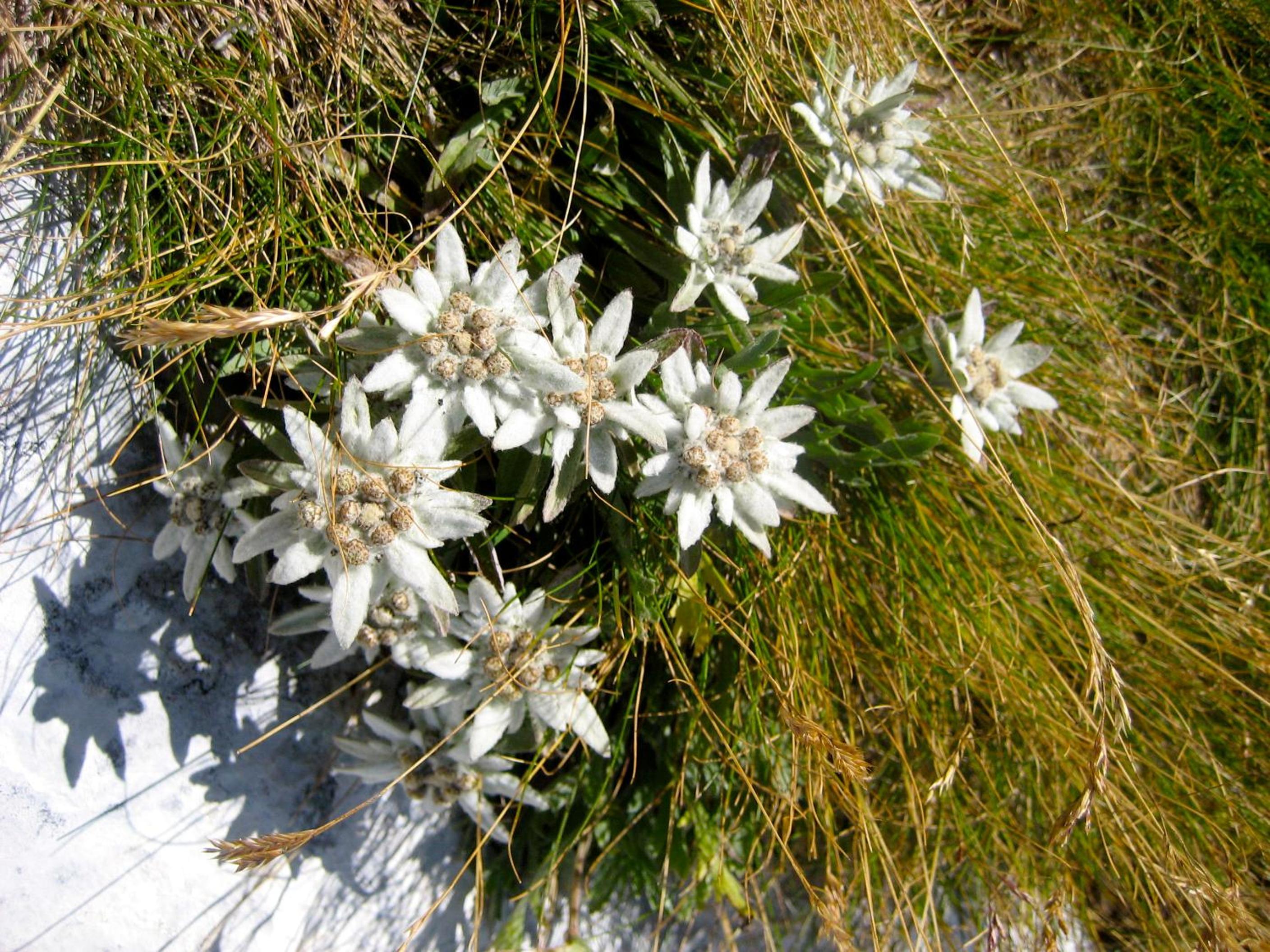 Photo 45