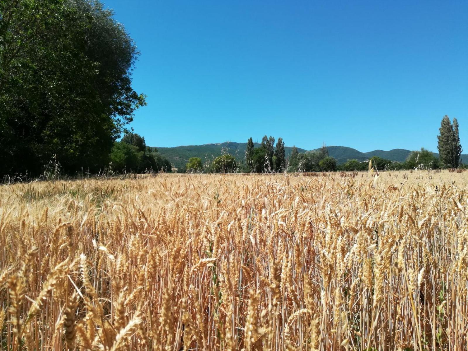 Agriturismo Il Mulino del Vescovo