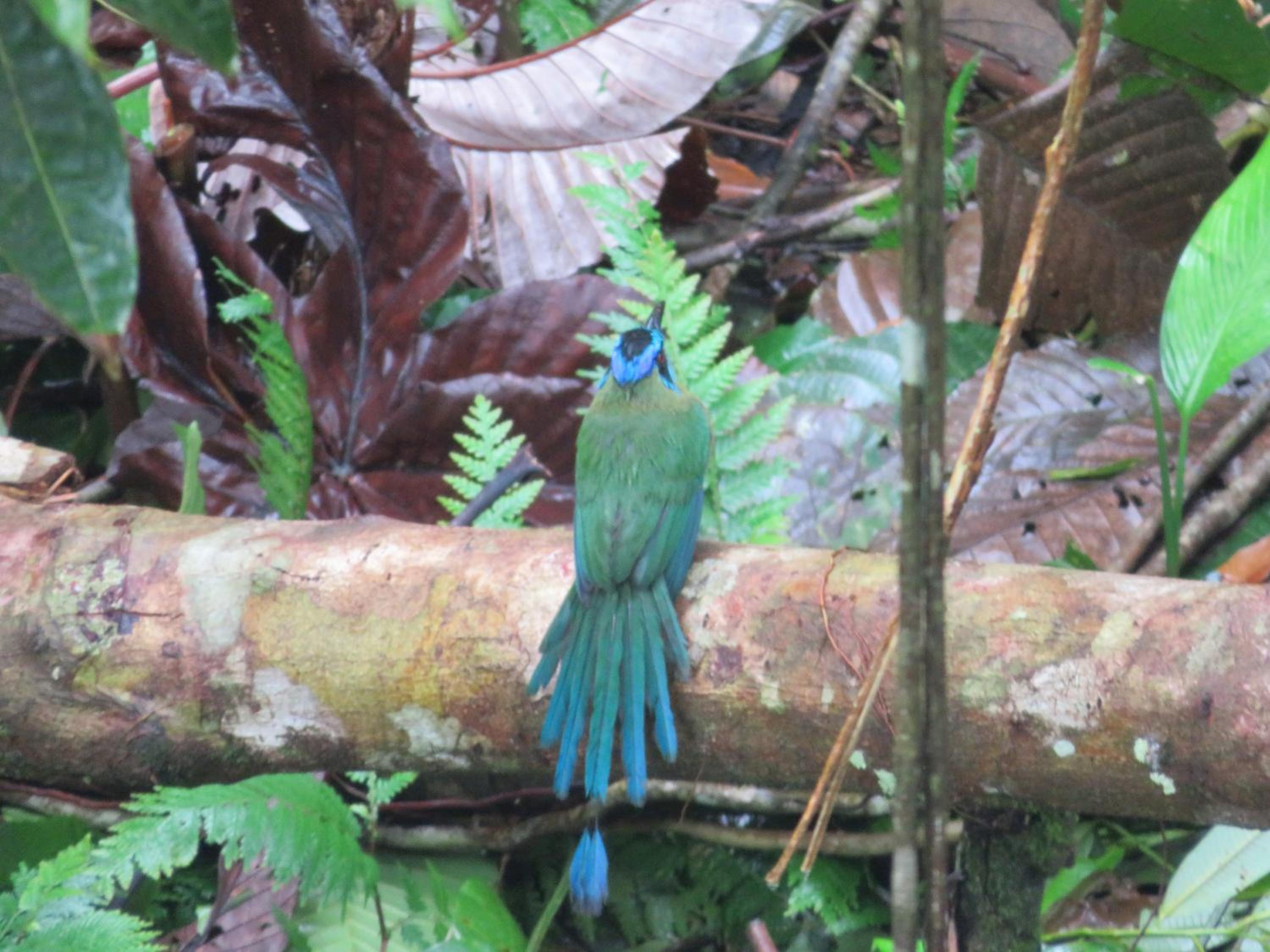 Cabañas Bajo Bosque Drake