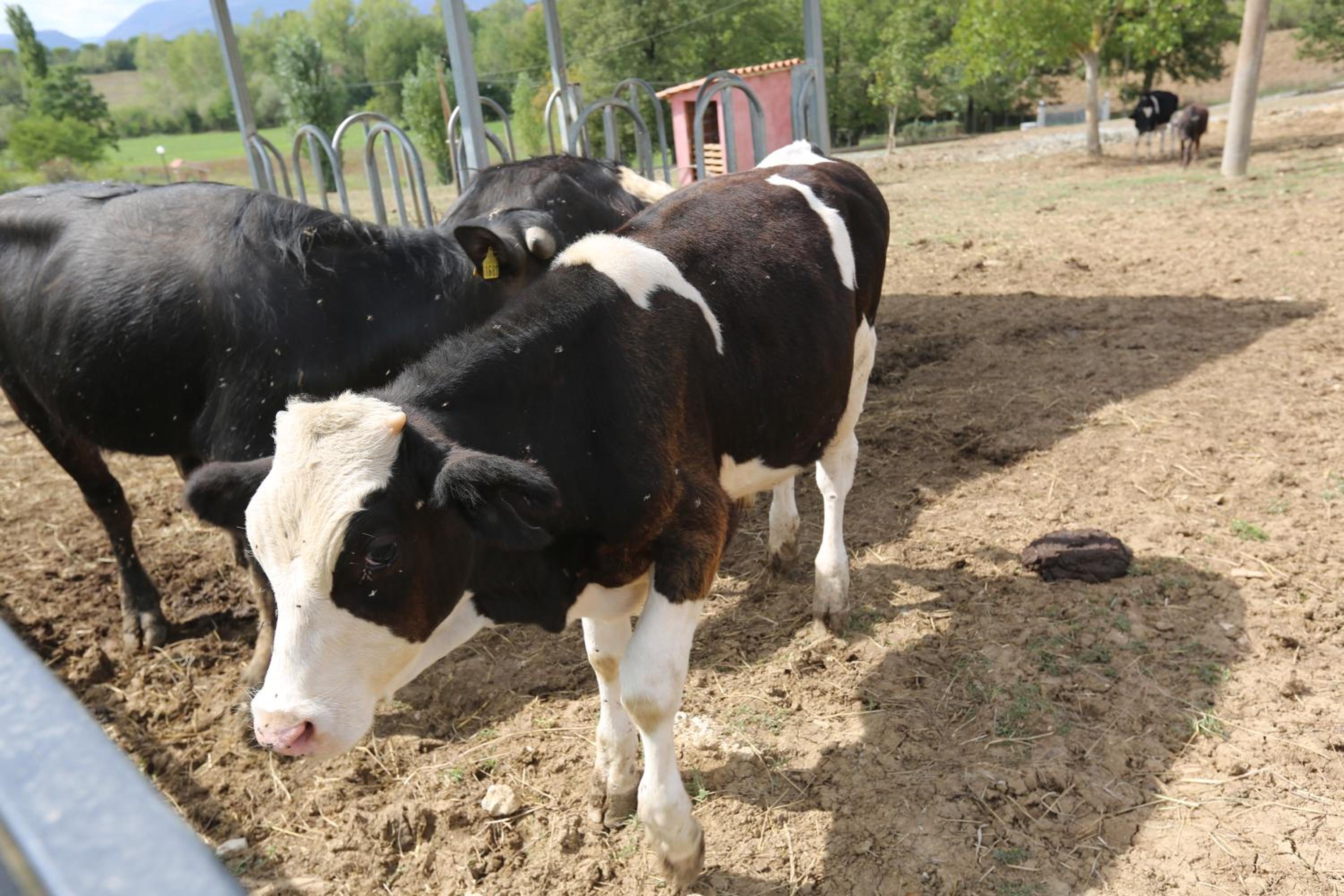 Agriturismo ciociaro 