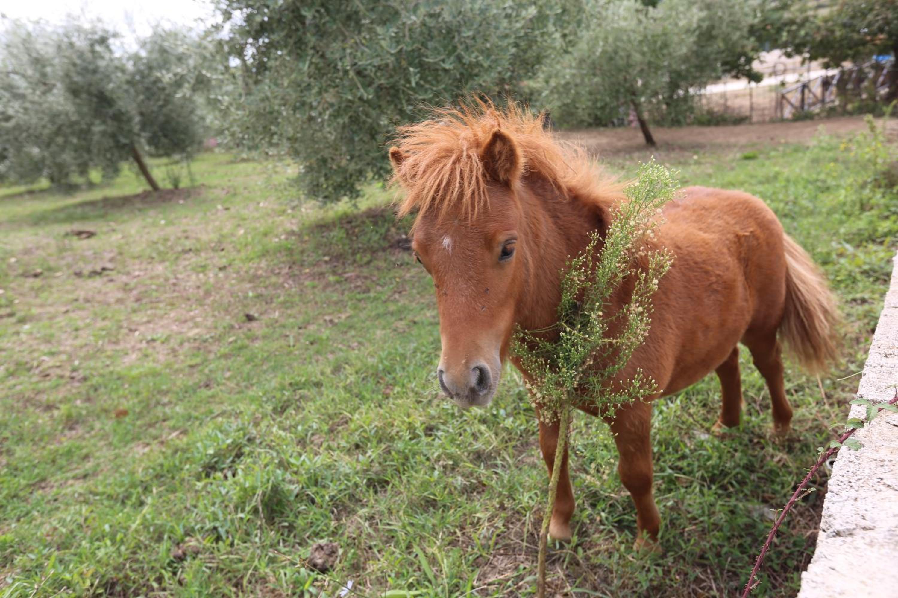 Agriturismo ciociaro 