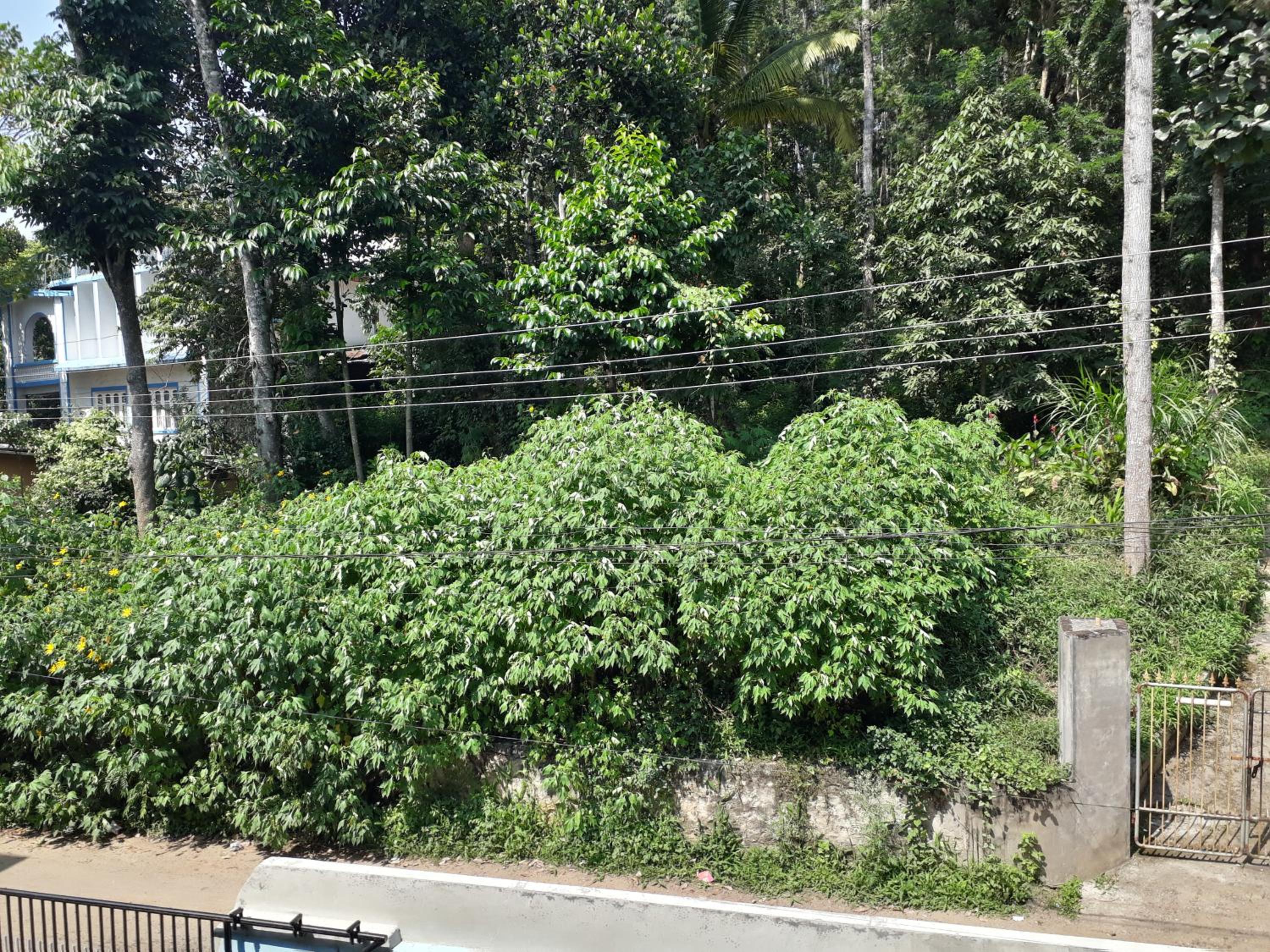 Thekkady Vacations - Able Homestay - Property Image 7