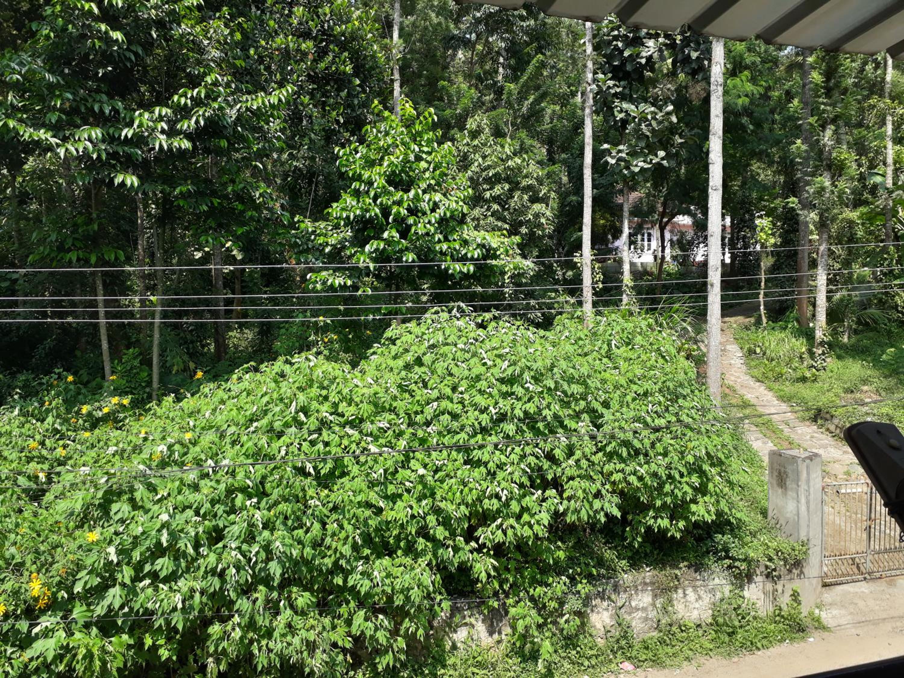 Thekkady Vacations - Able Homestay - Property Image 6