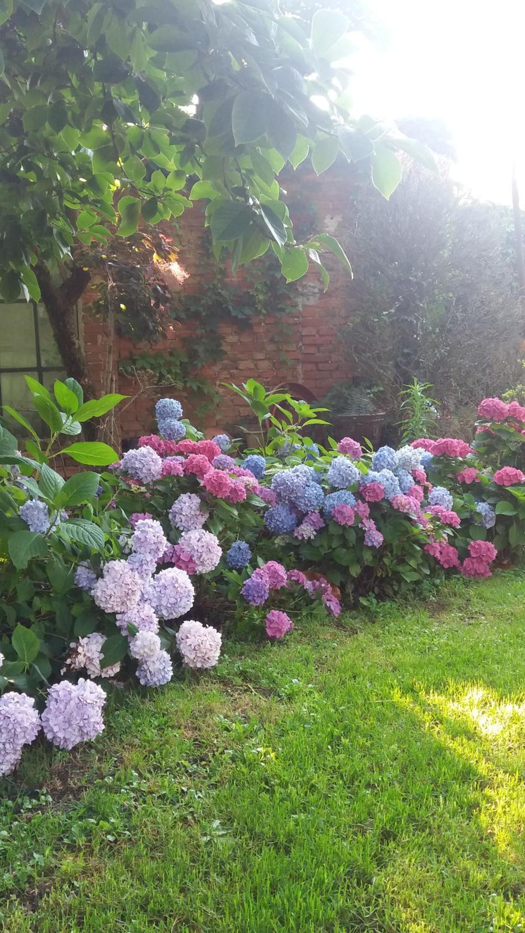 Il Pettirosso B&B