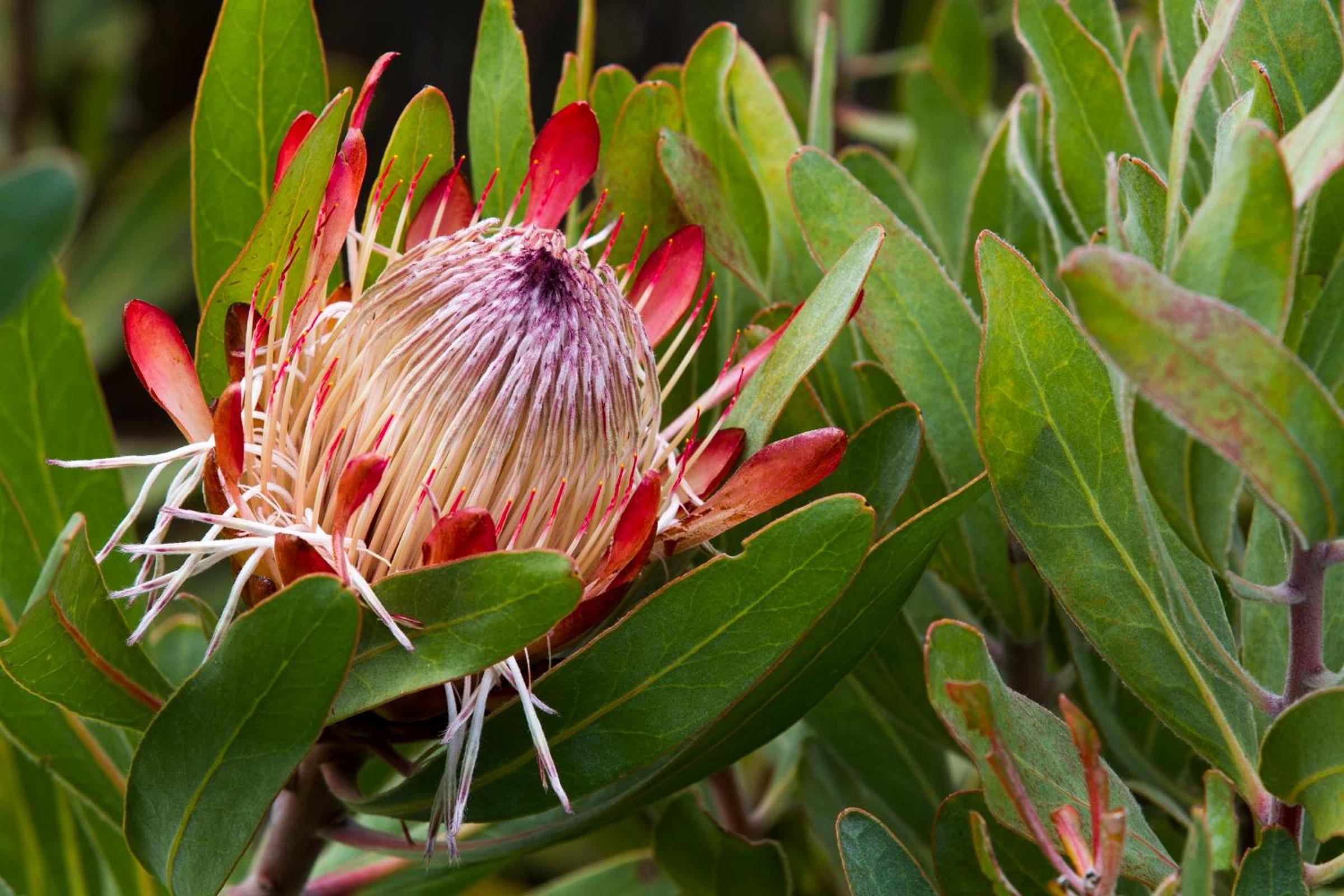 Gourikwa Coastal Nature Reserve
