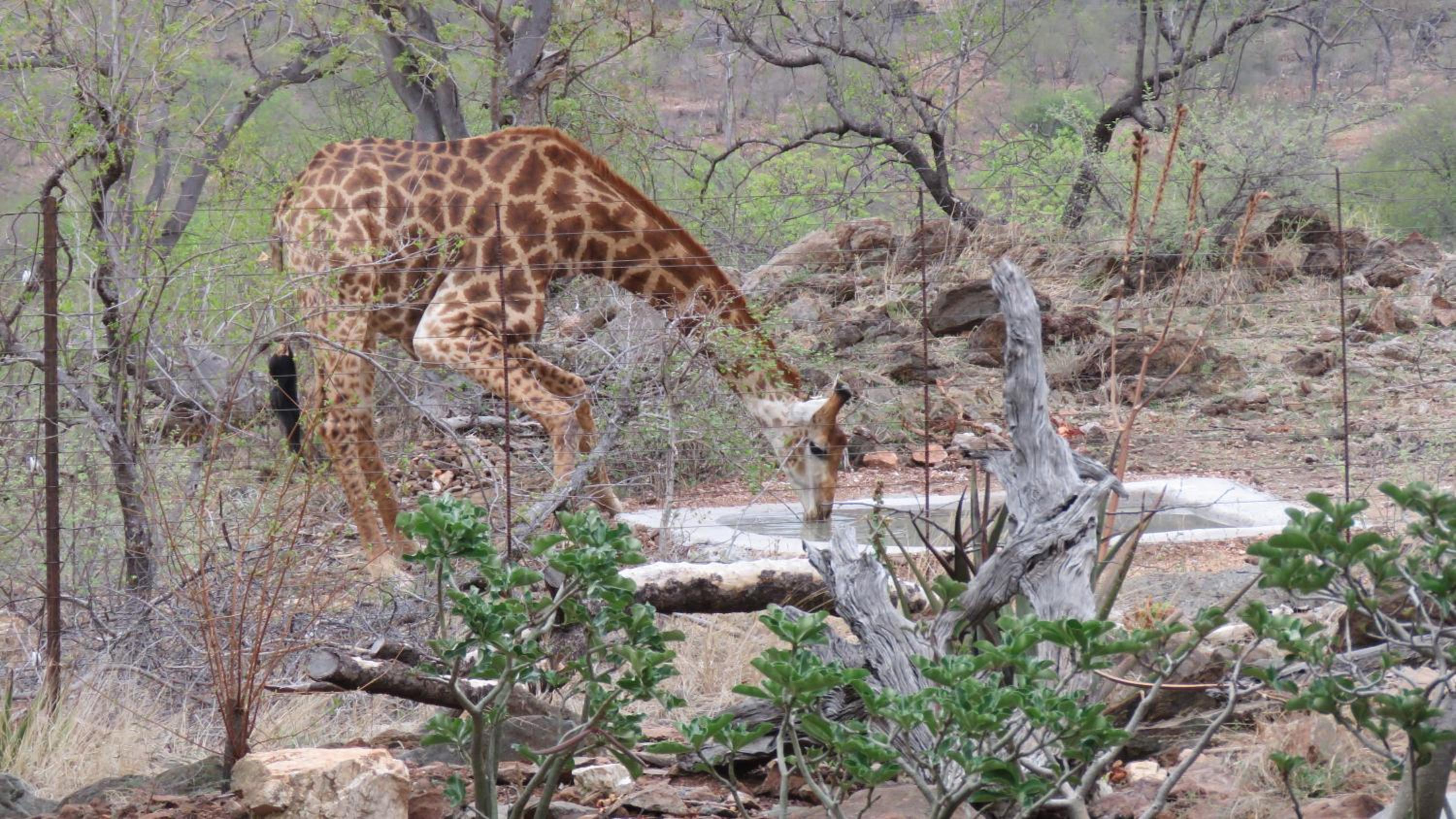 isiLimela Game Lodge