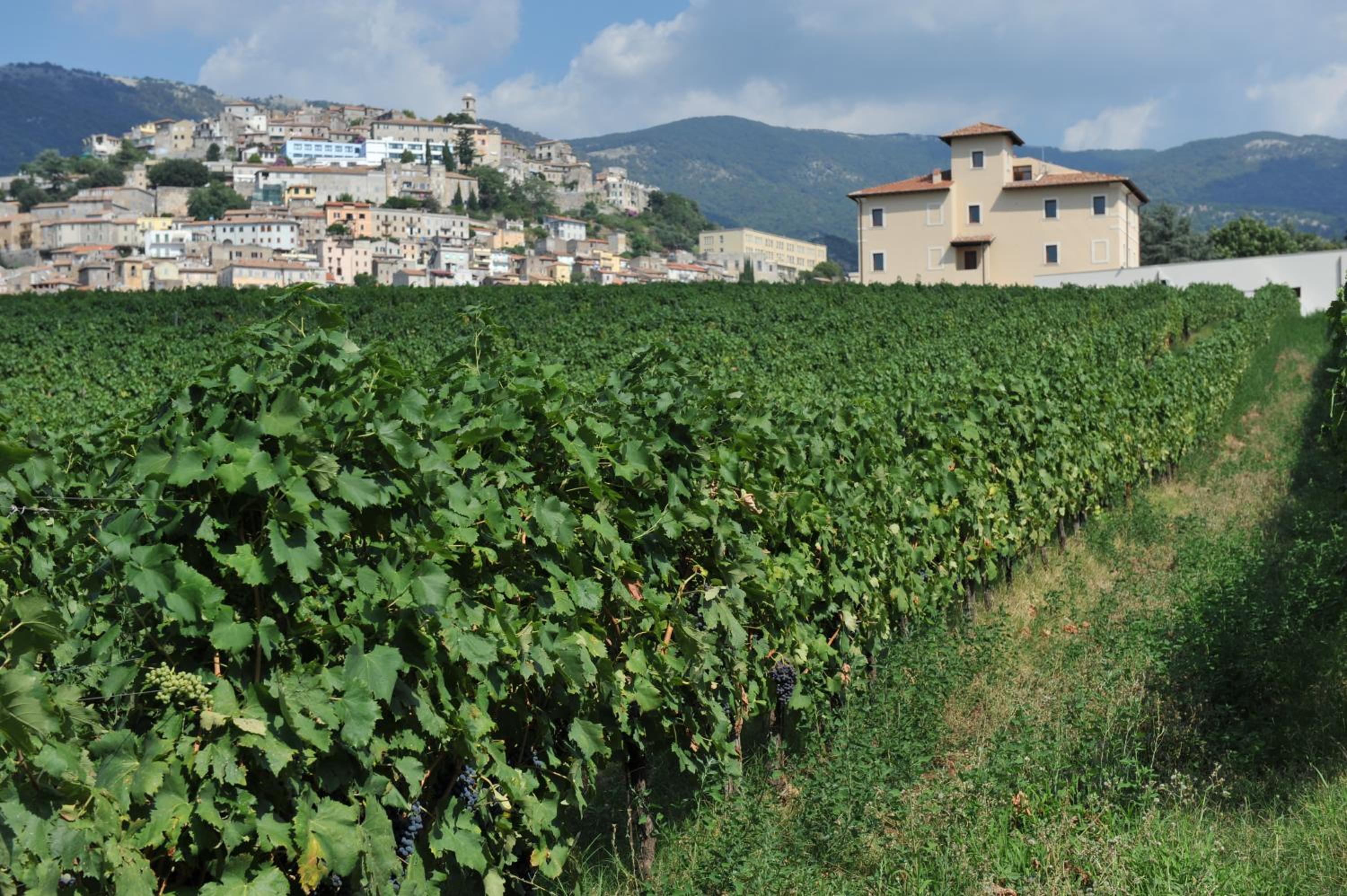 Cincinnato Wine Resort view 5