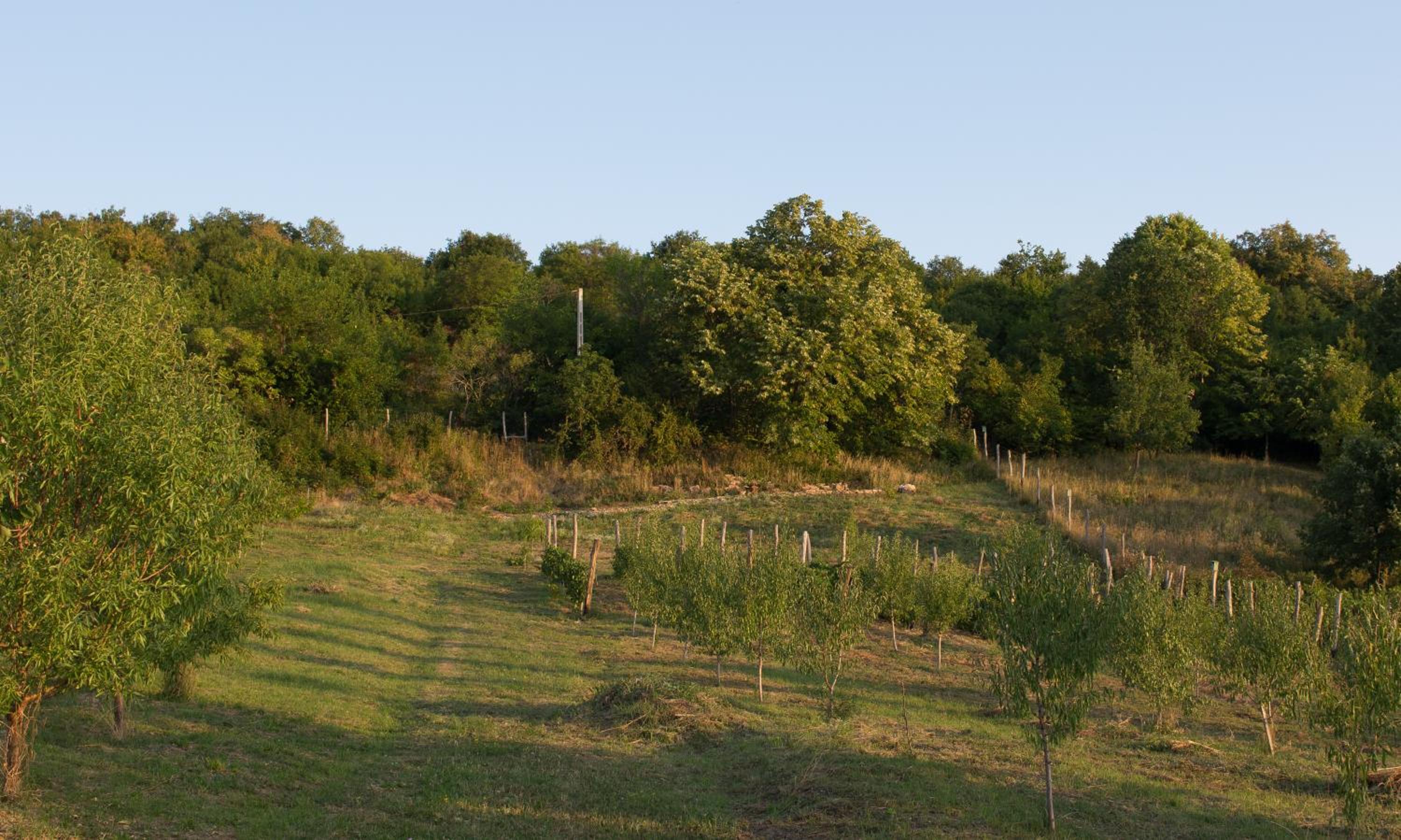 Photo 42