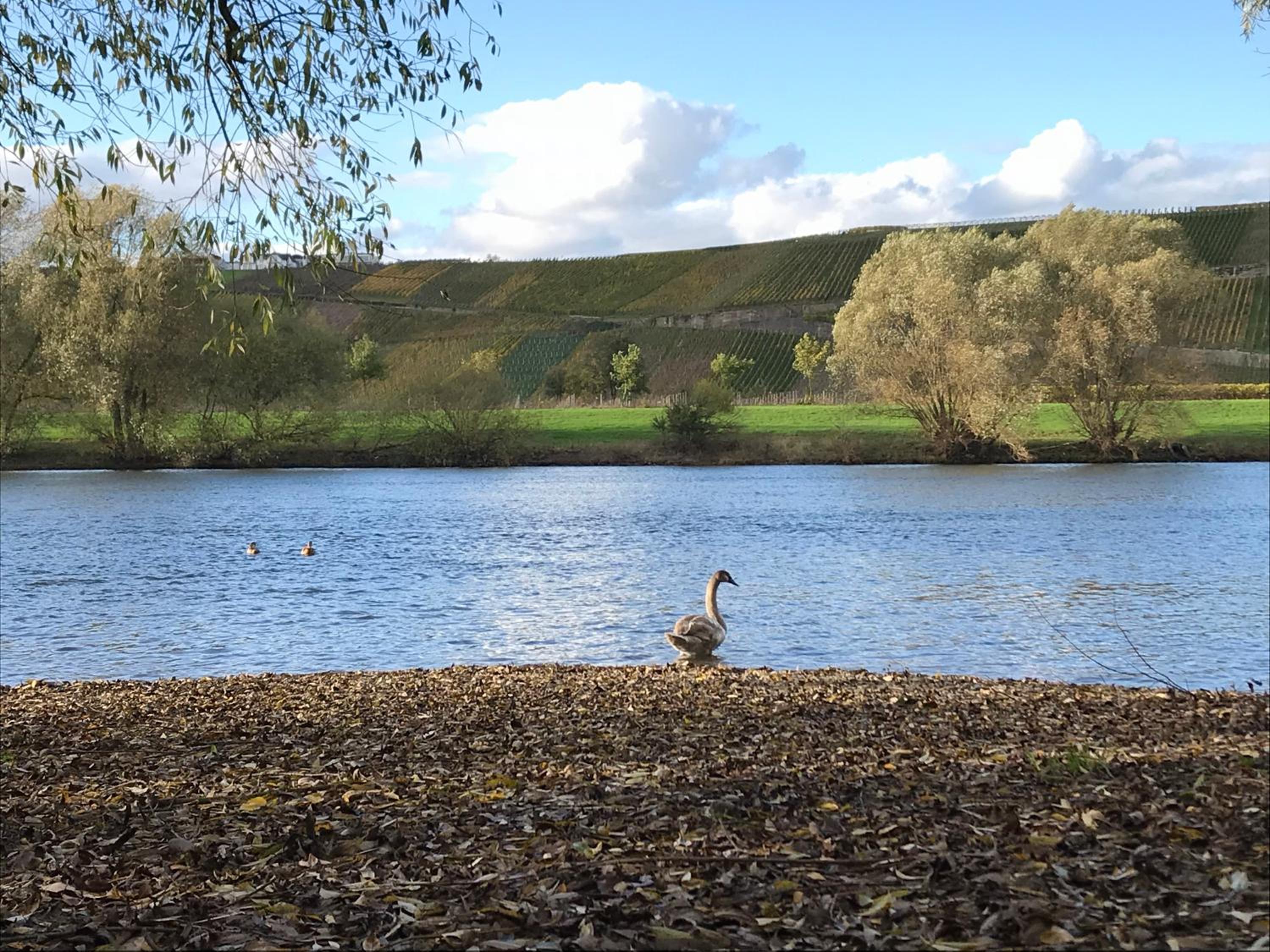 Mosel-Auszeit