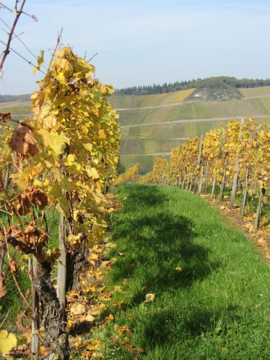 Mosel-Auszeit