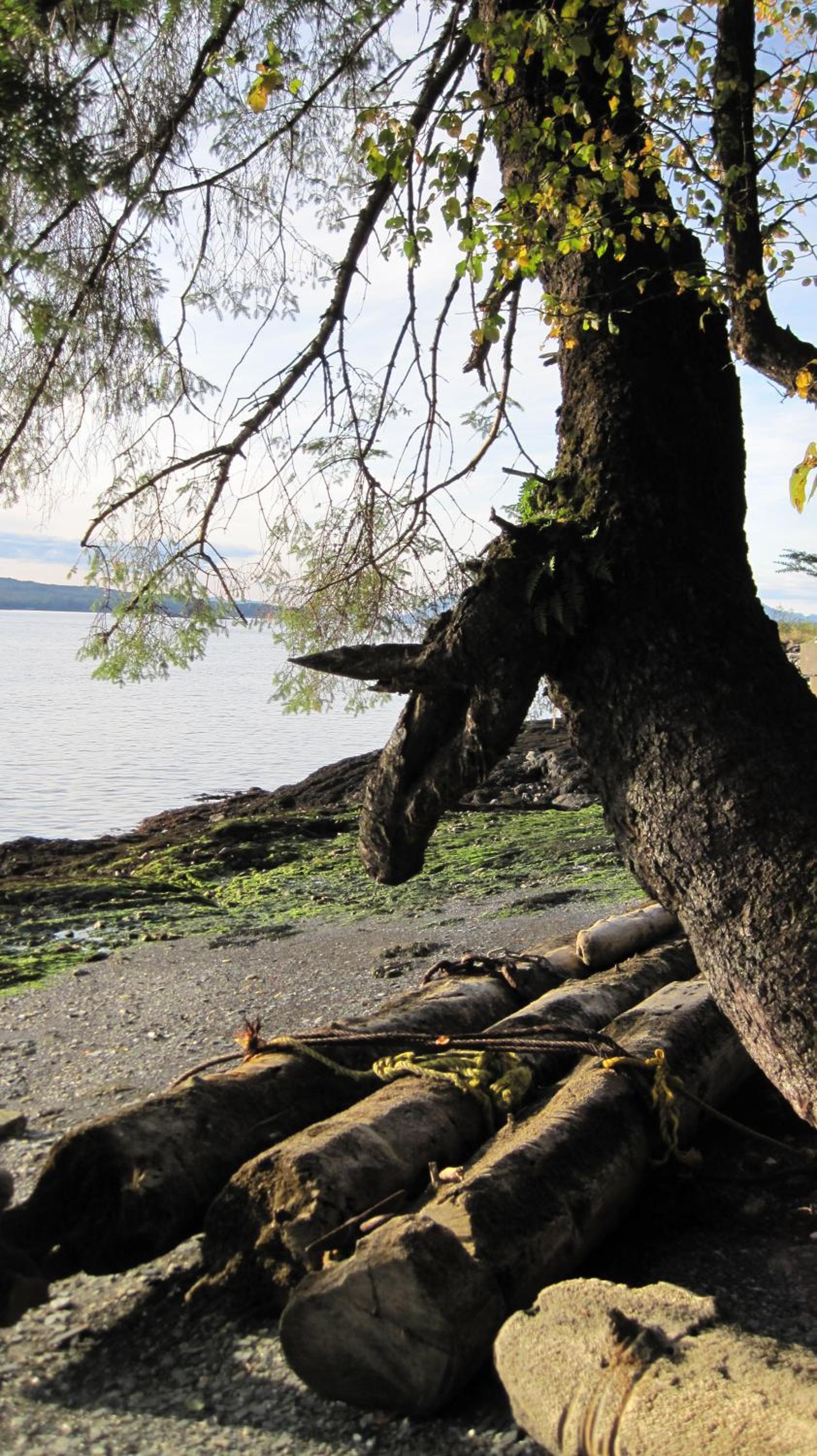 Ketchikan Vacations - Black Bear Inn - Property Image 2