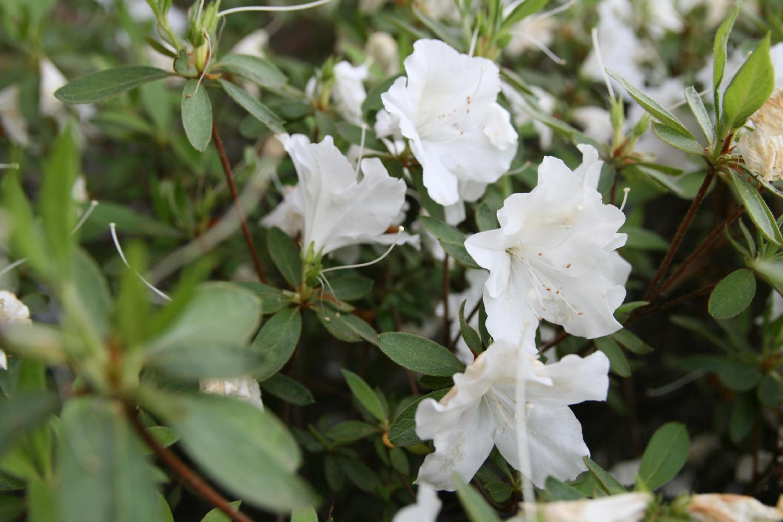 Days Inn by Wyndham Rocklin/Sacramento - Property Image 37