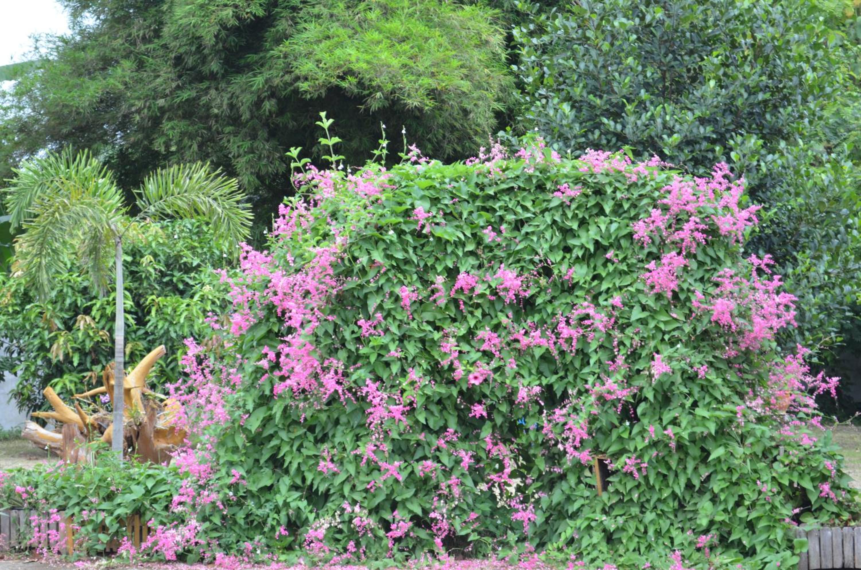 Photo 46