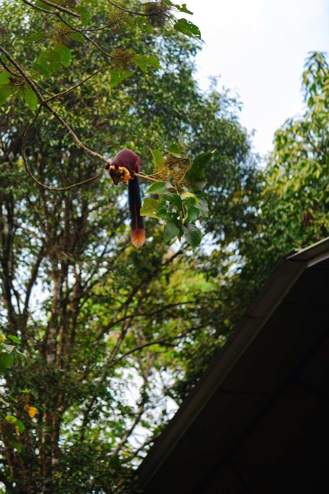Wayanad Wild - A CGH Earth Experience