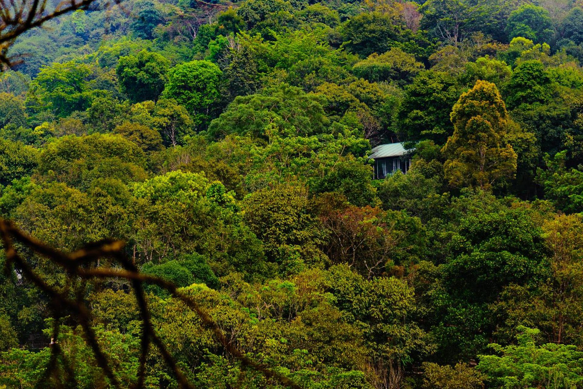 Wayanad Wild - A CGH Earth Experience