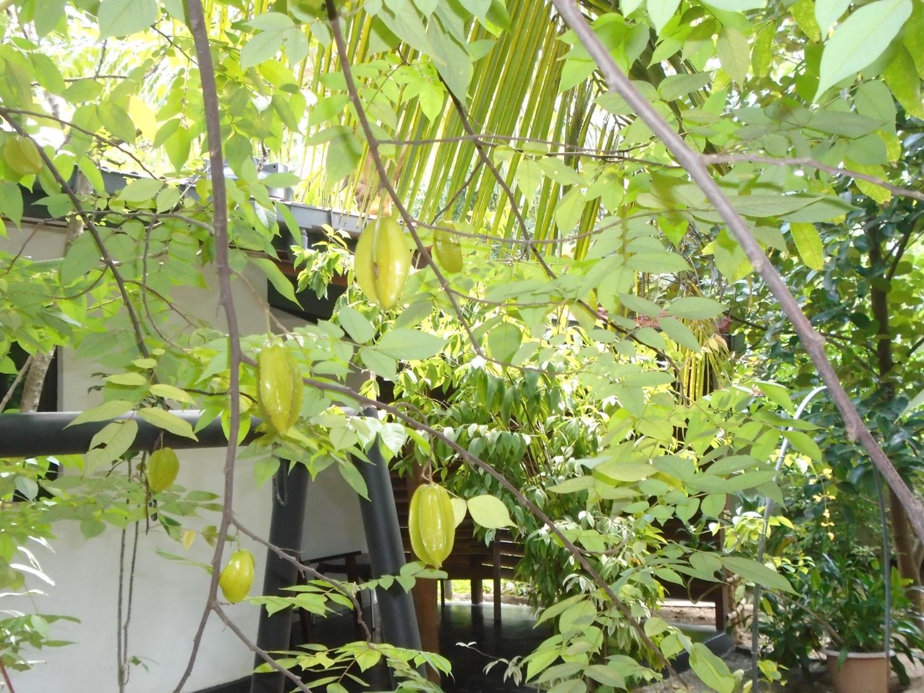 Livinginn Polonnaruwa view 3