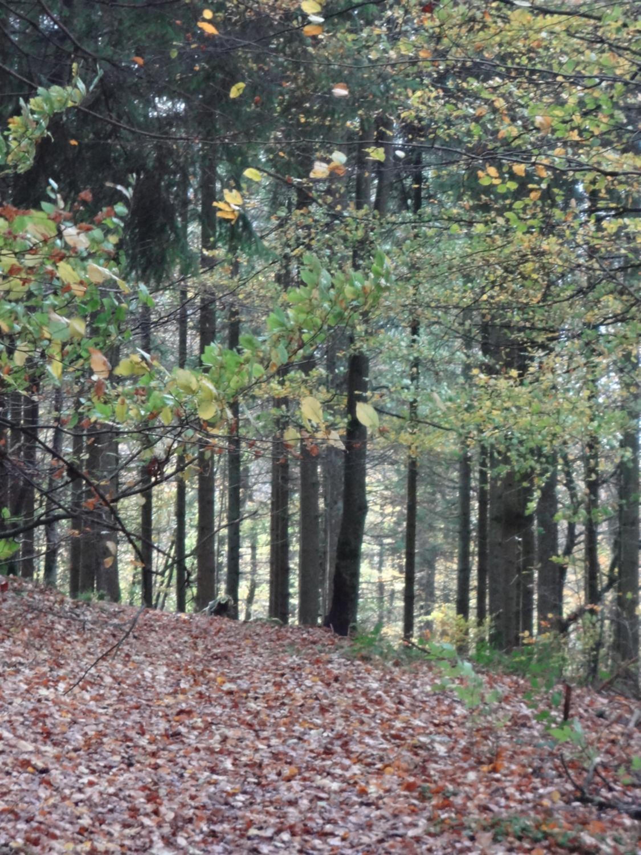 An Hütten
