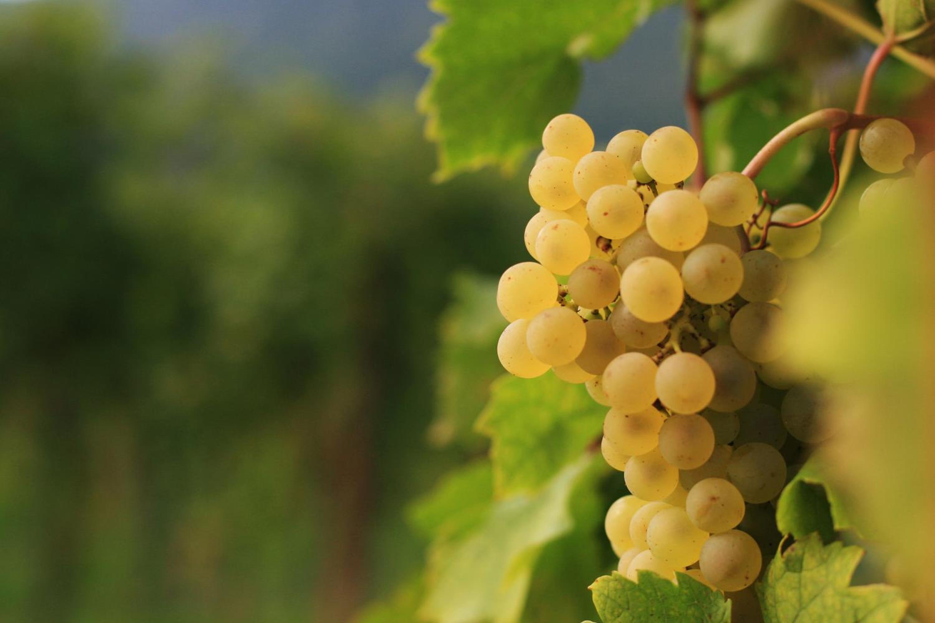 Agriturismo I Comelli