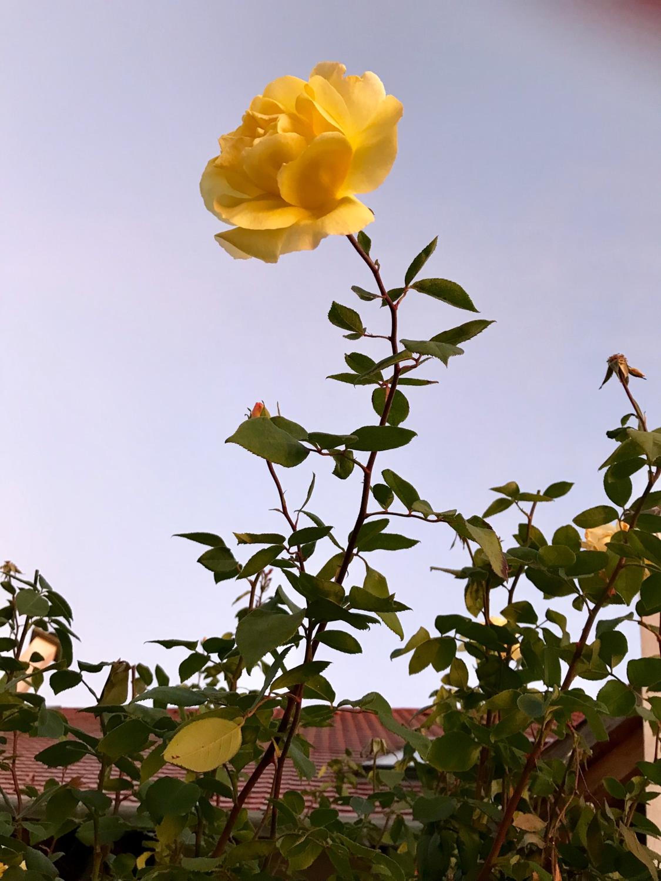 Photo 52