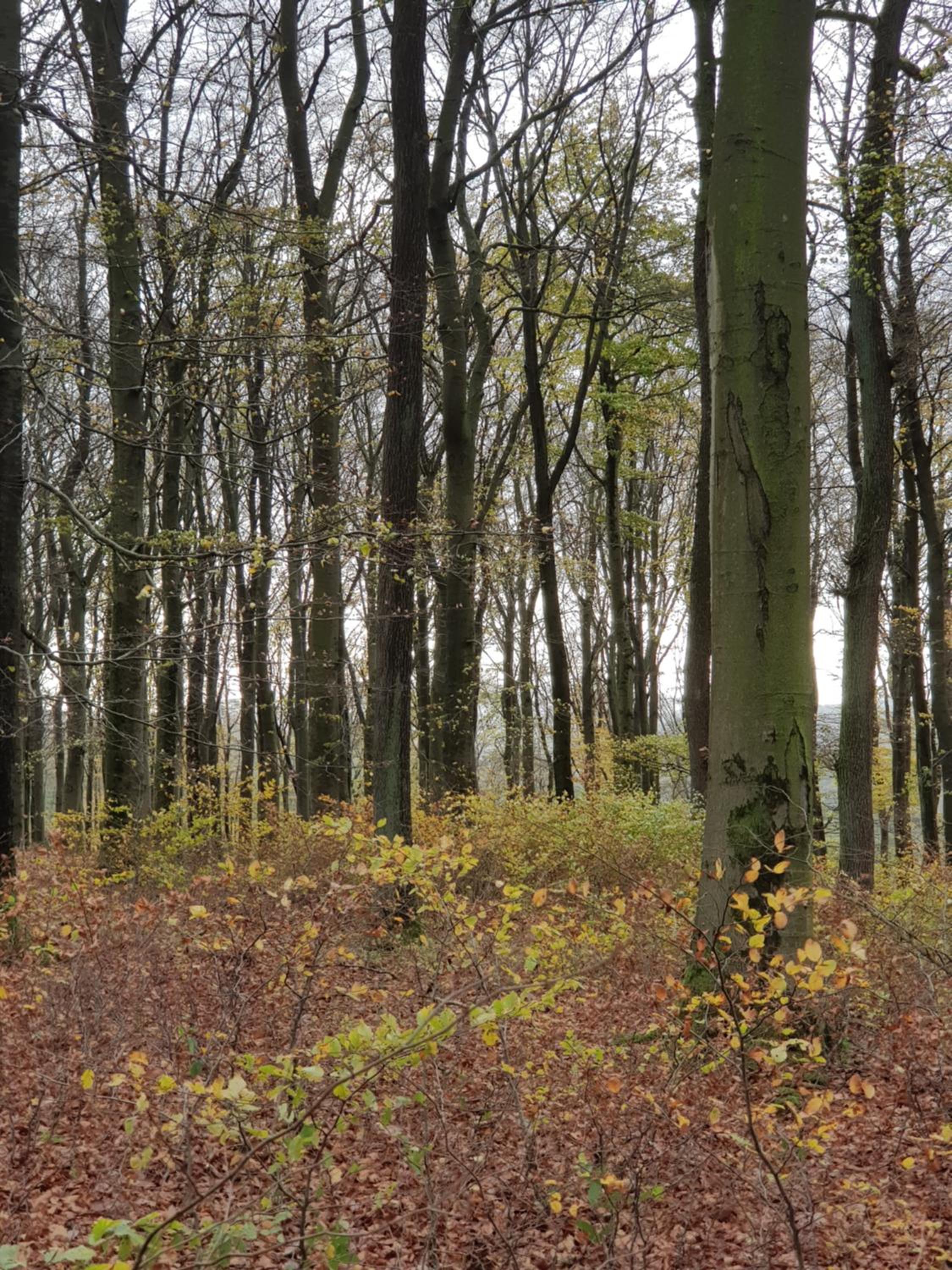 Photo 19