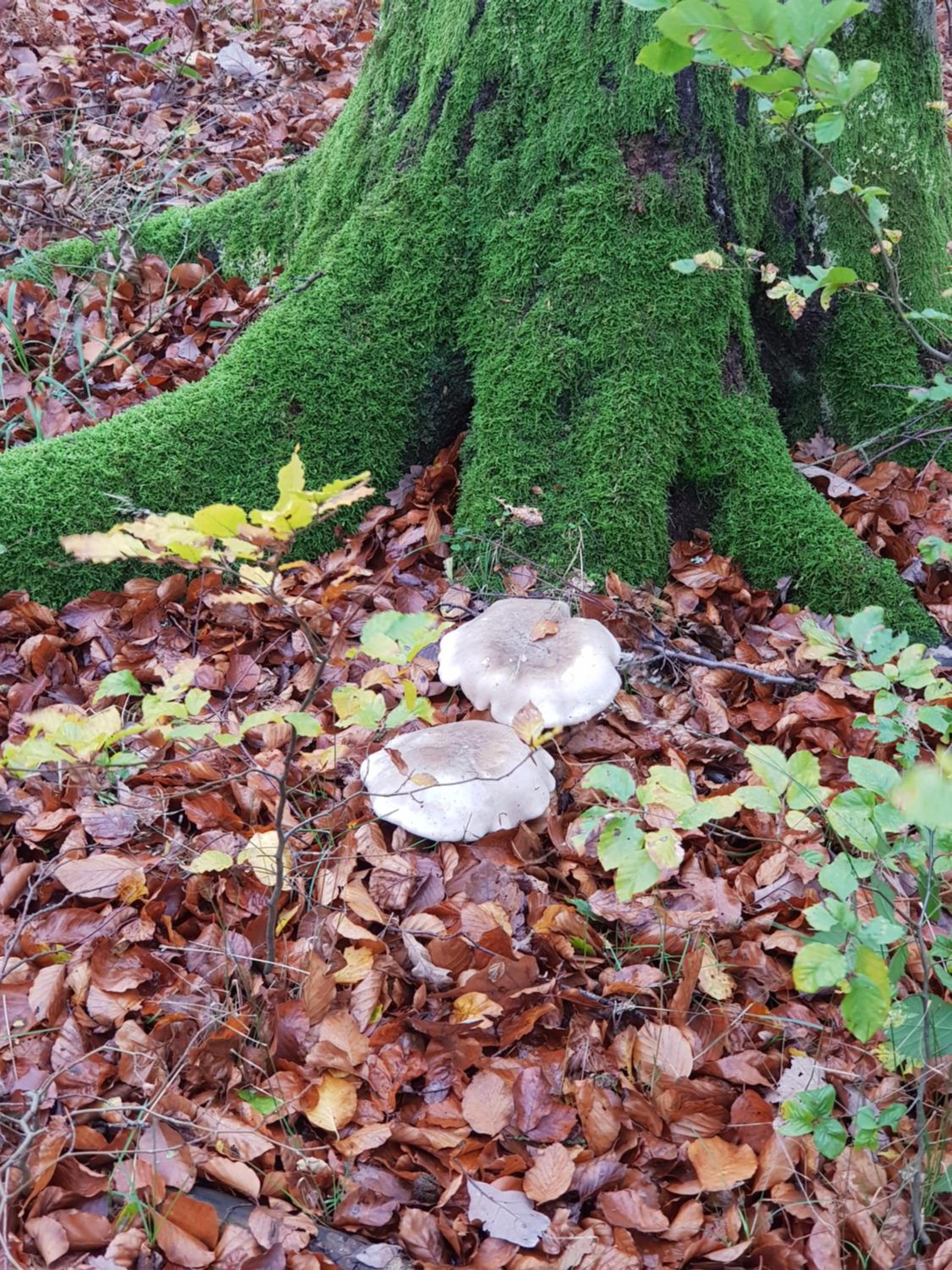 Photo 21