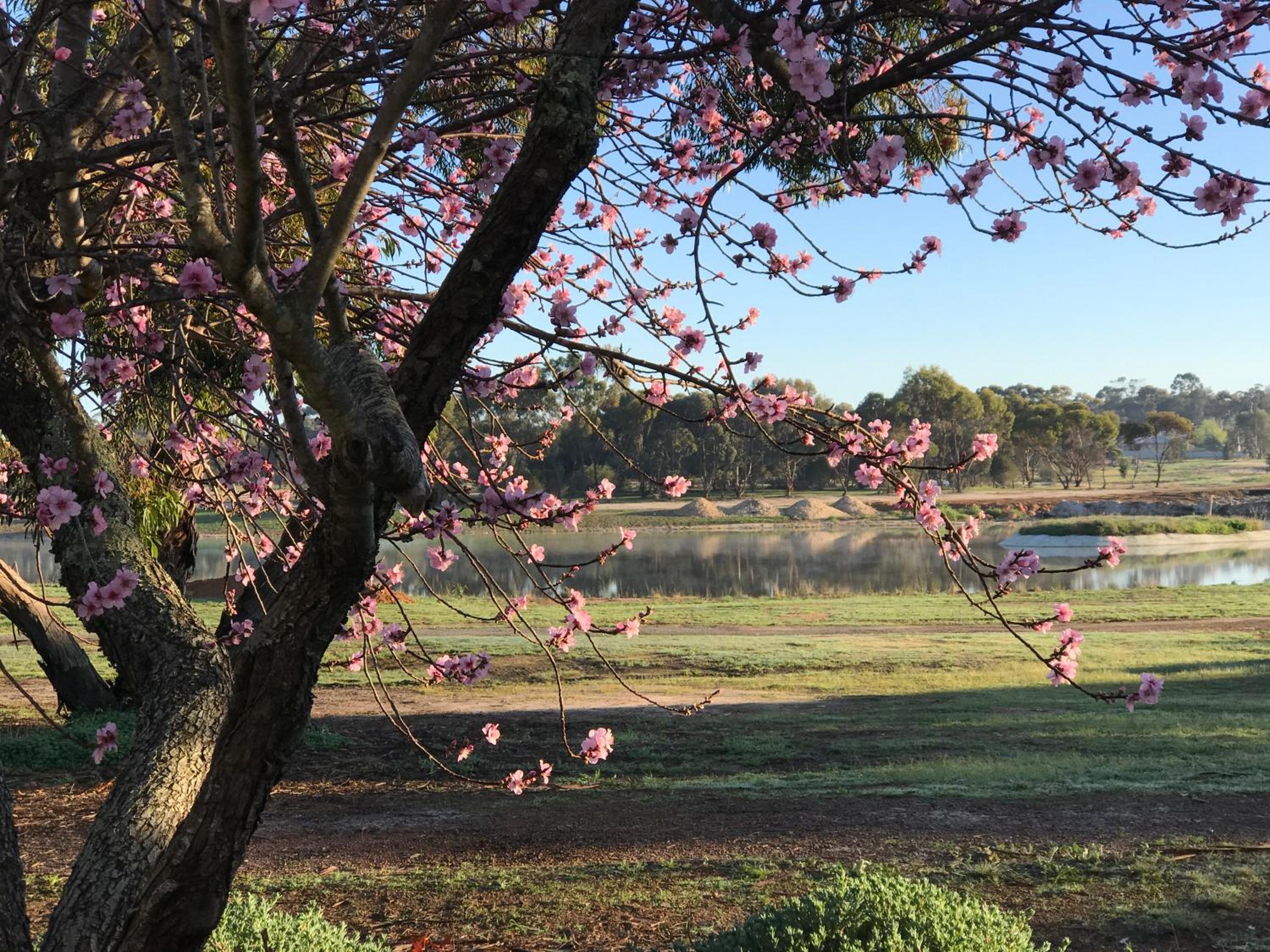 Yellow Gum Bed and Breakfast