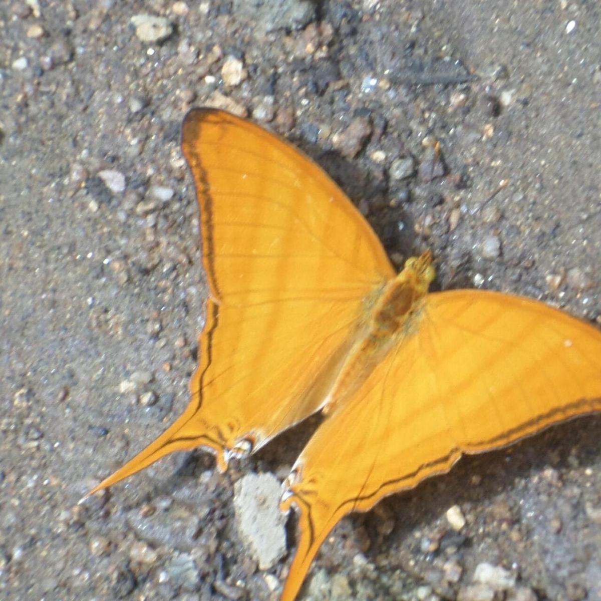 Photo 43