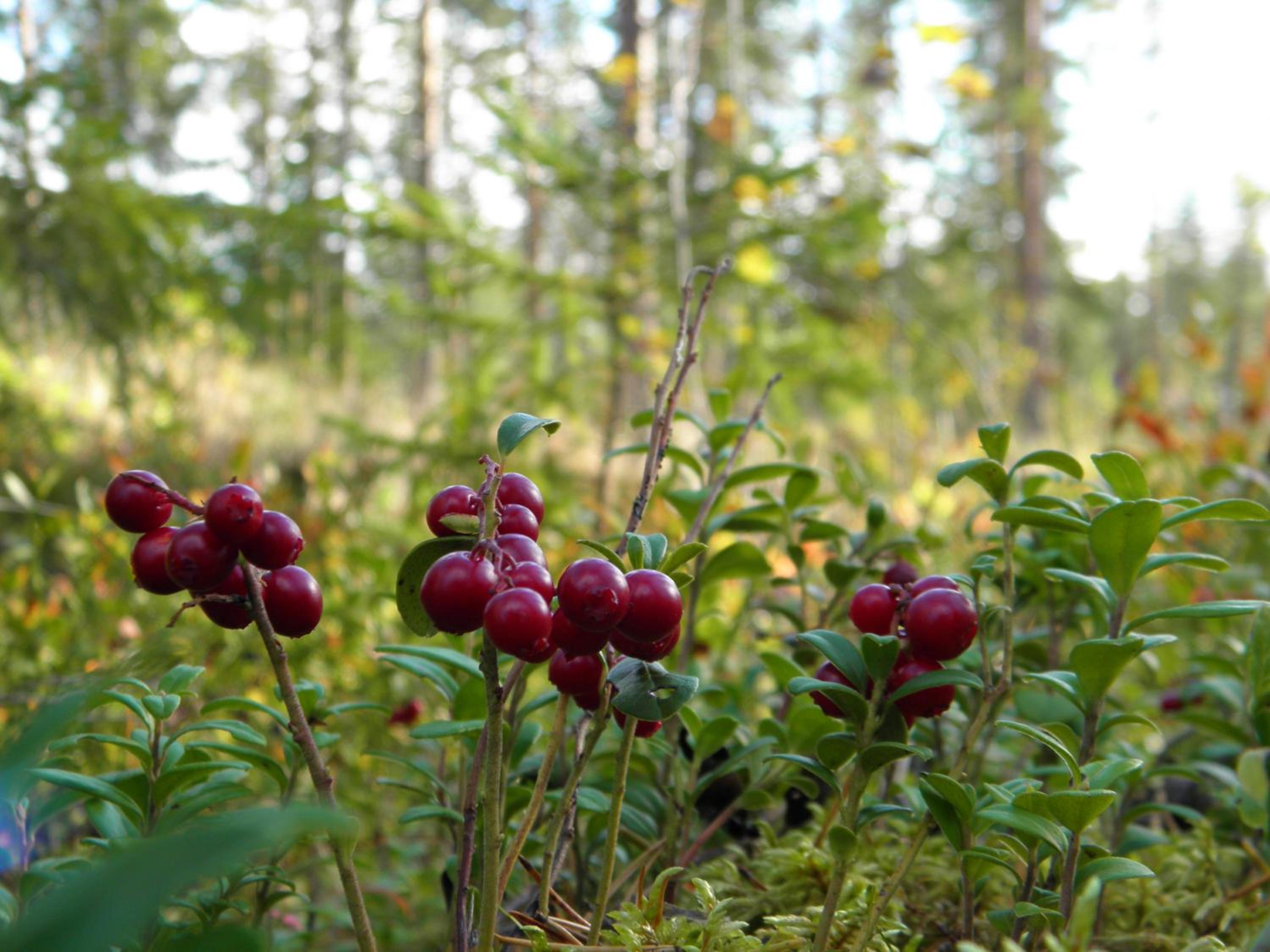 Loikansaari Lomamökit Holiday Cottages