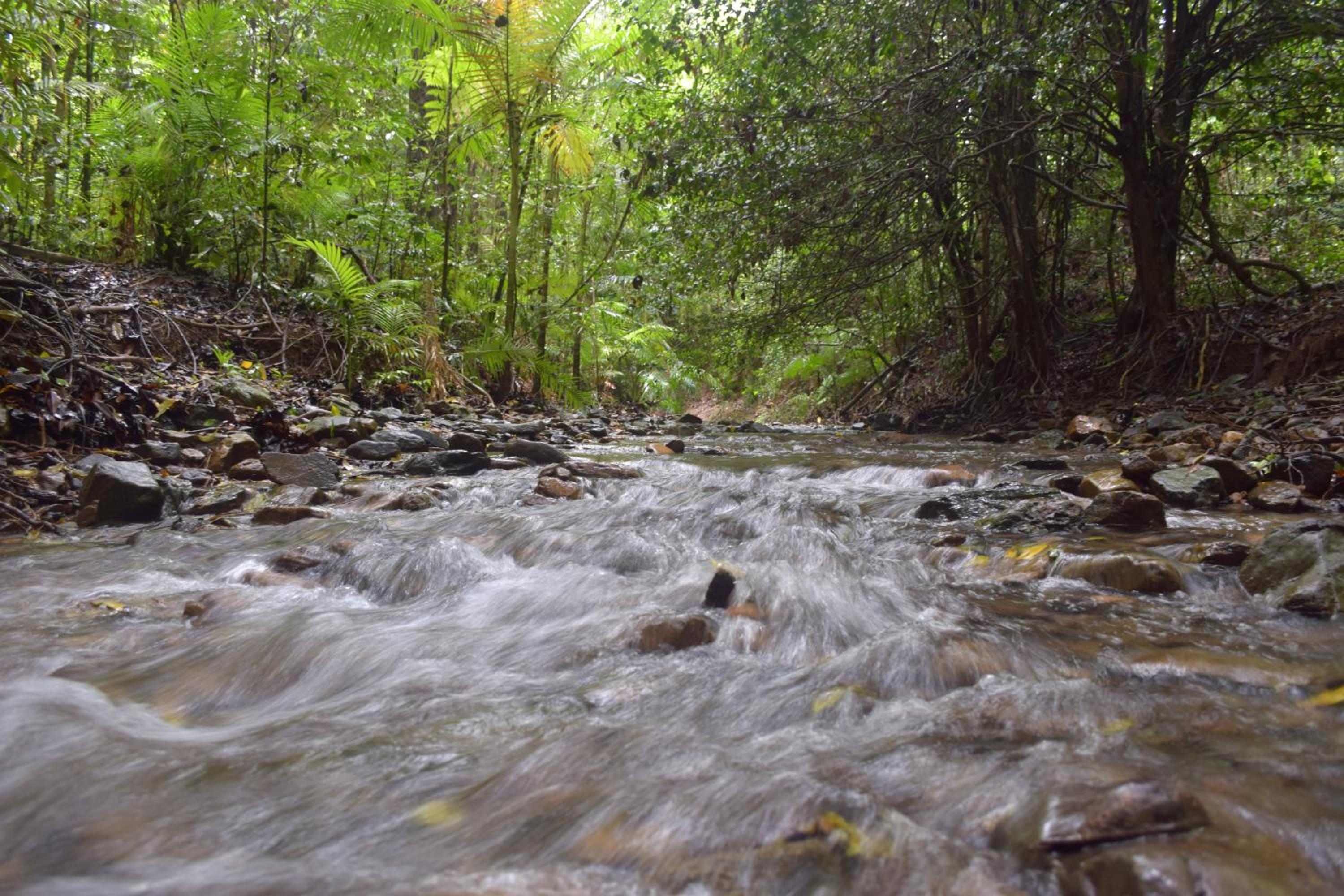 Daintree Peaks ECO Stays