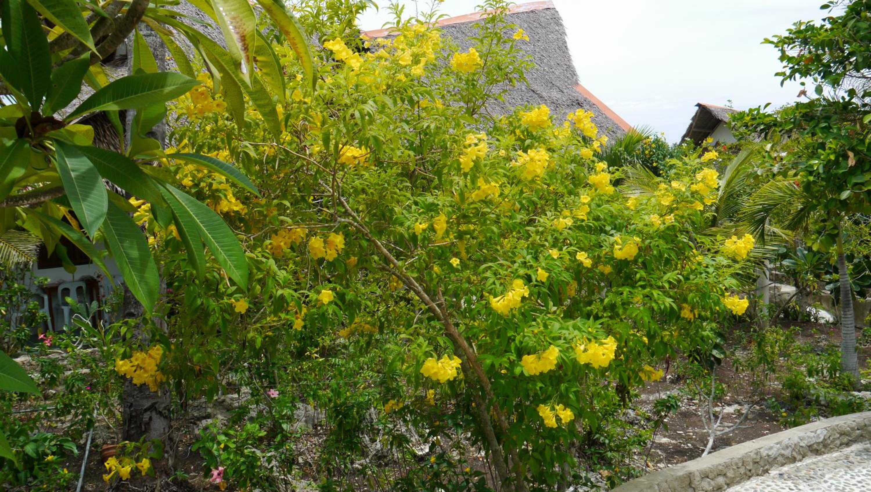 Moalboal T Breeze Coastal Resort