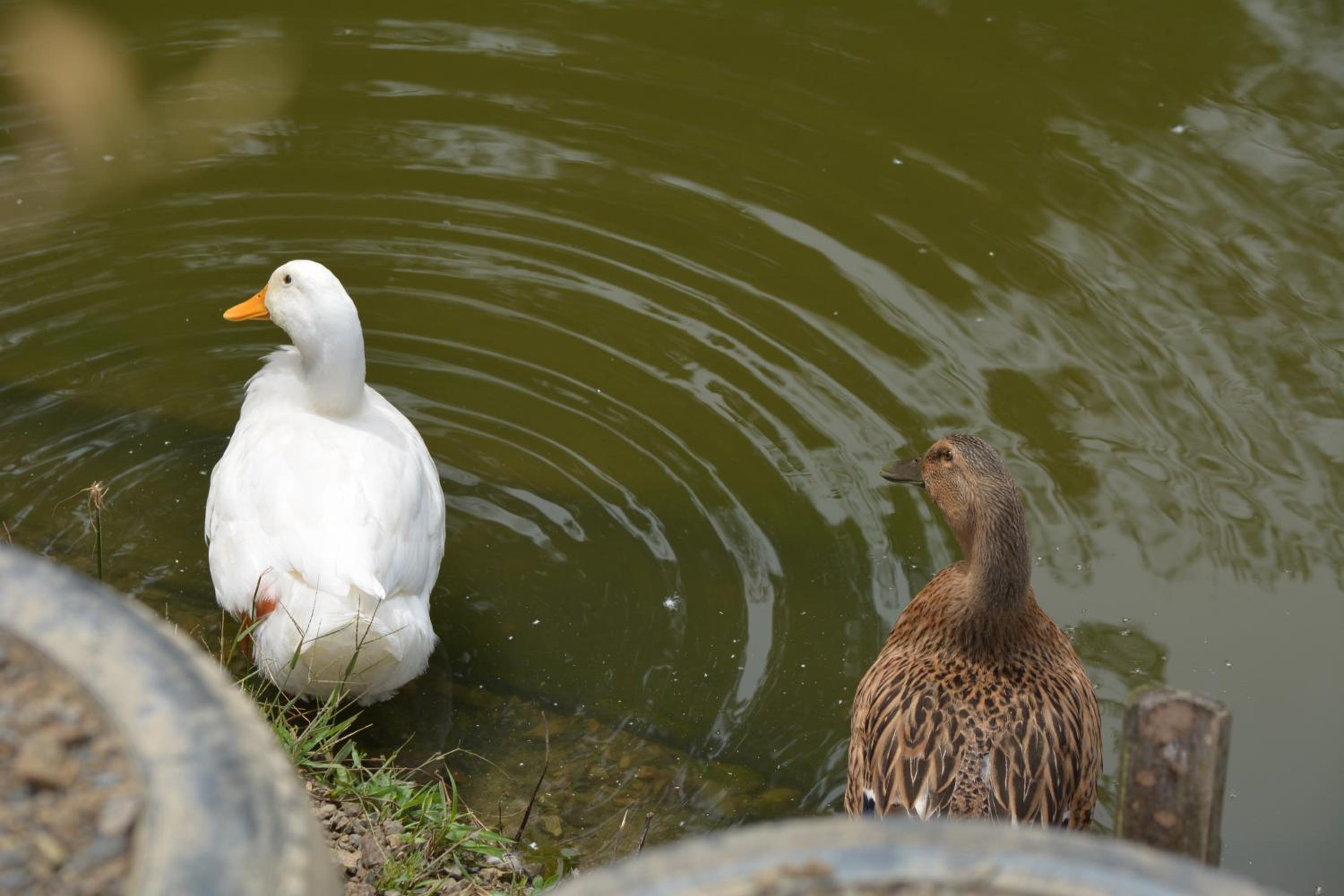 Photo 50