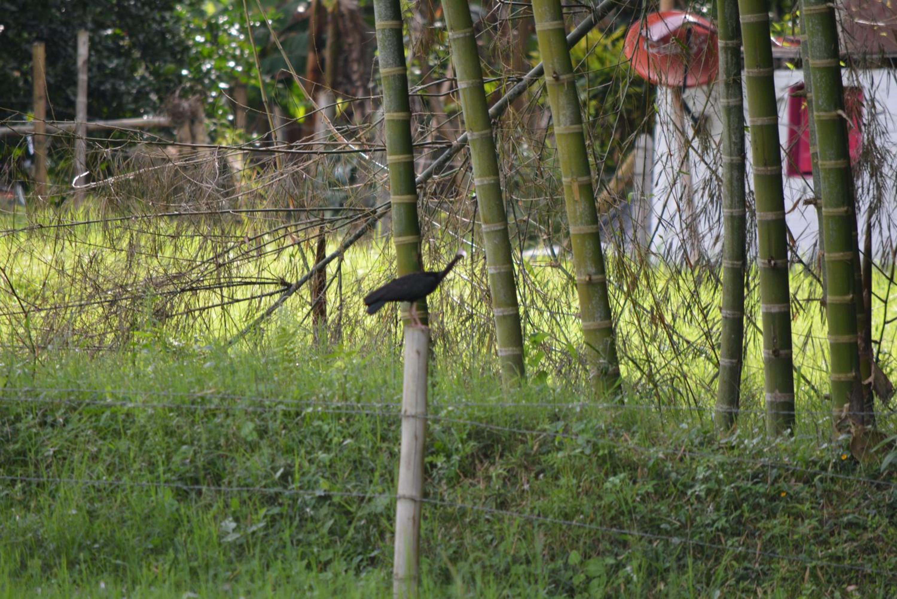 Photo 43