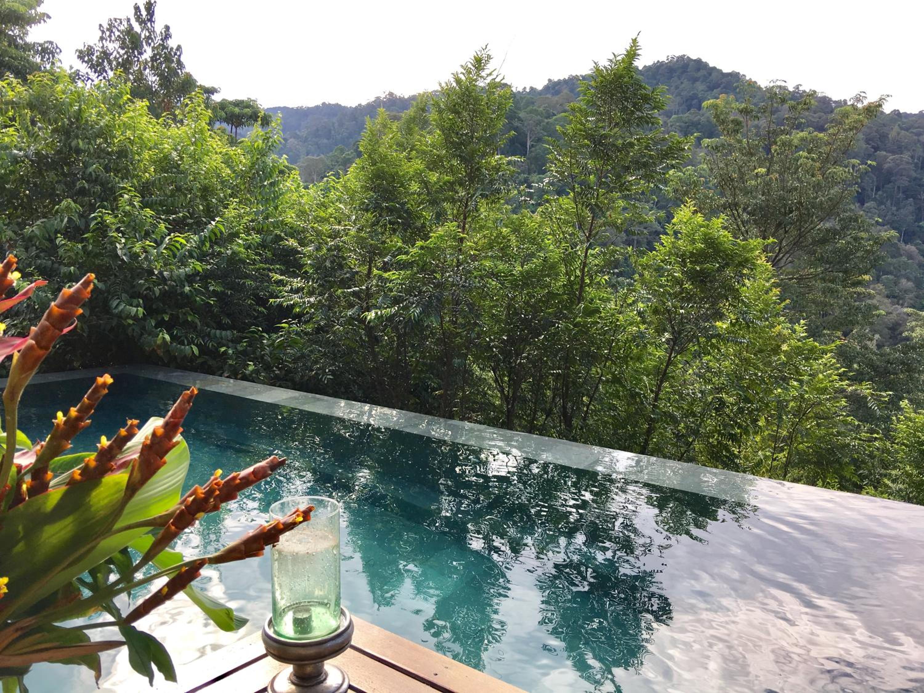 The Shorea