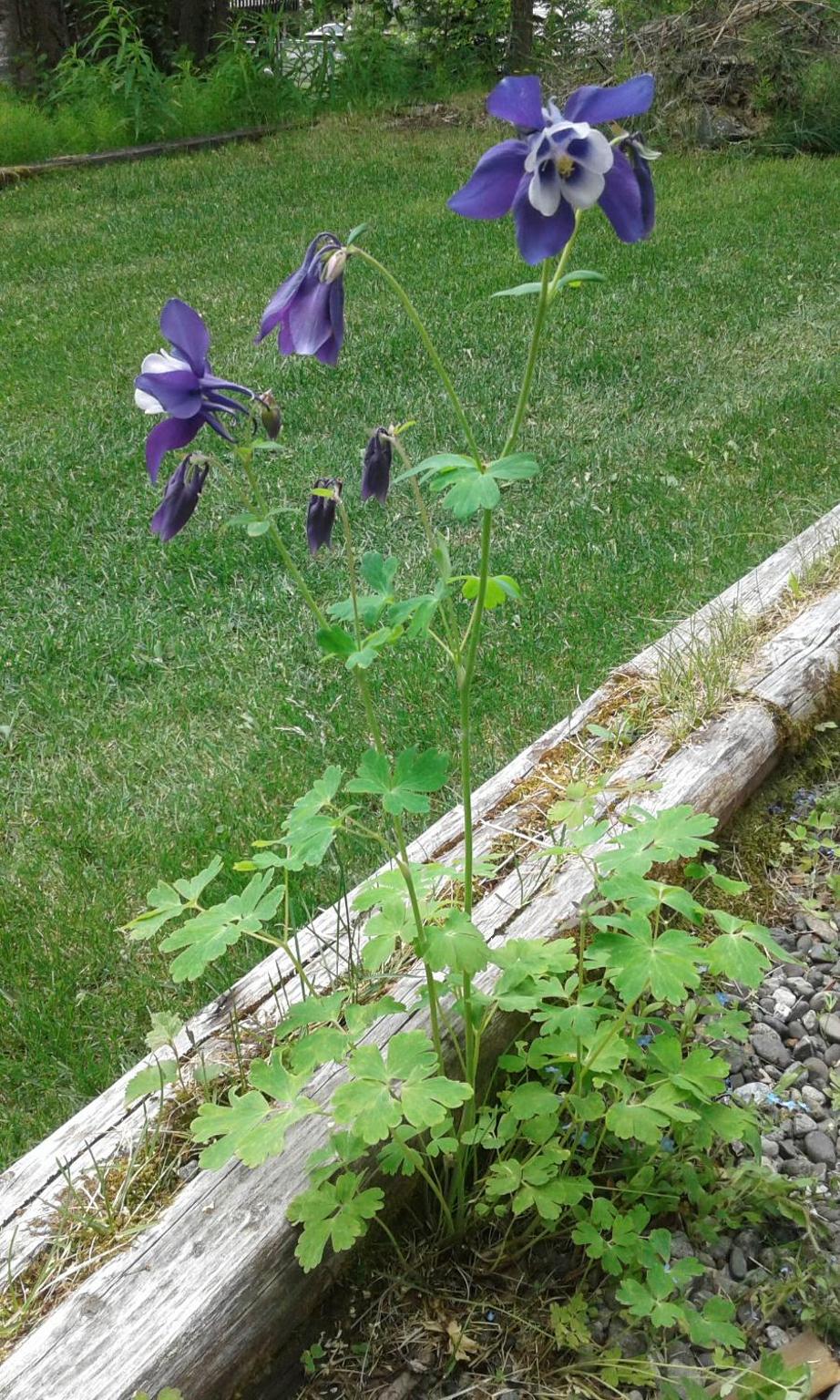 Photo 63