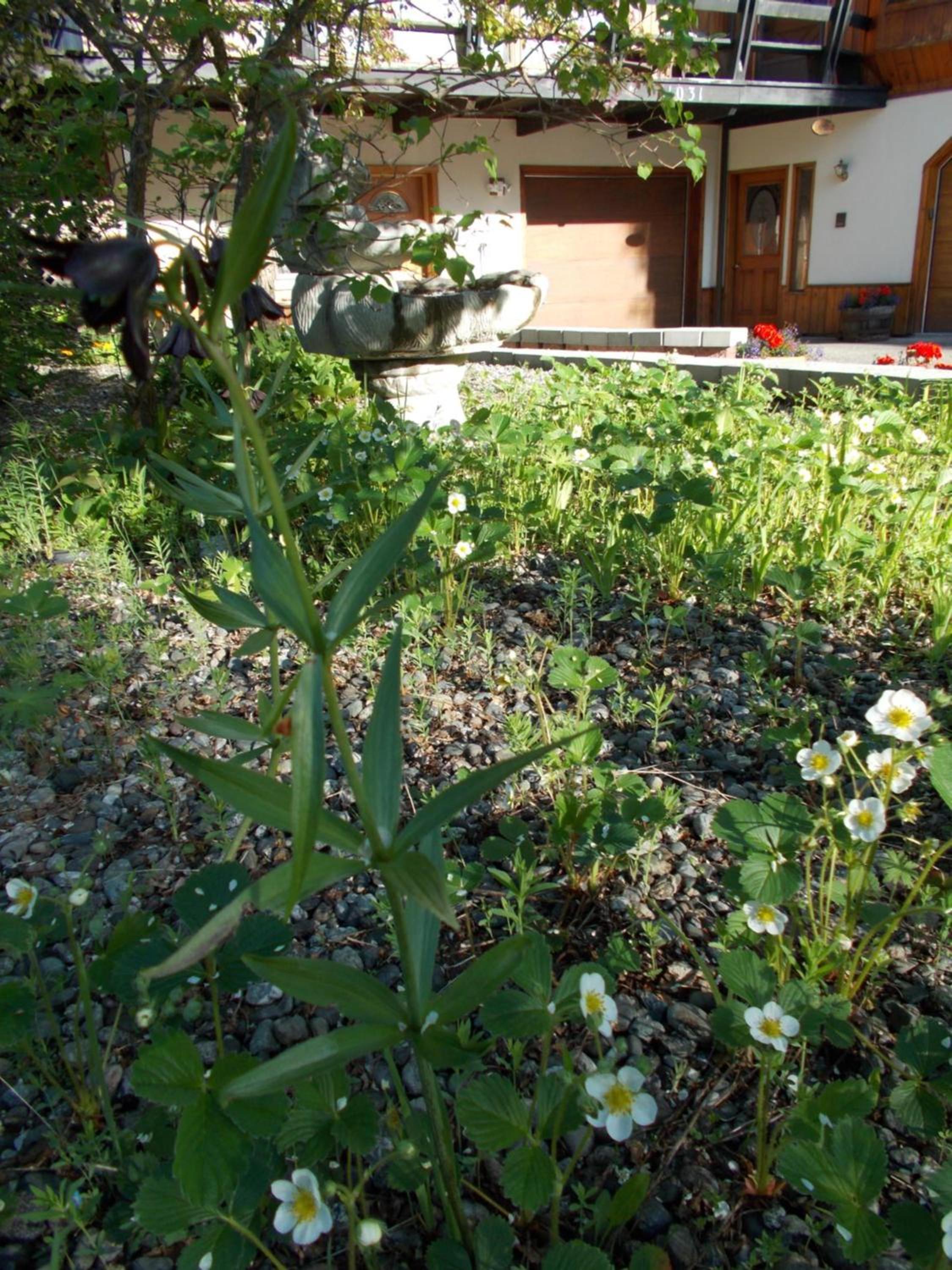 Photo 36