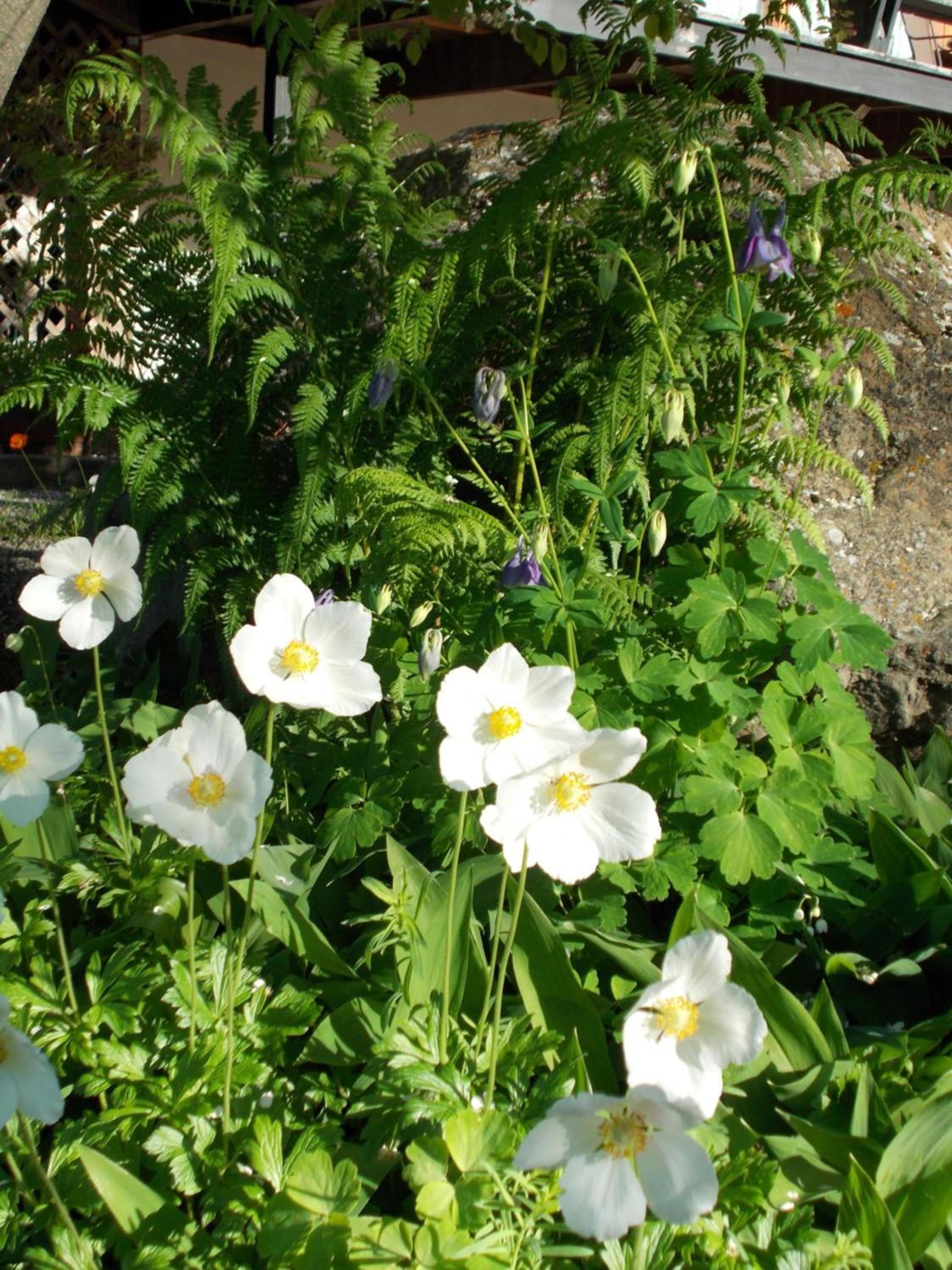Photo 40