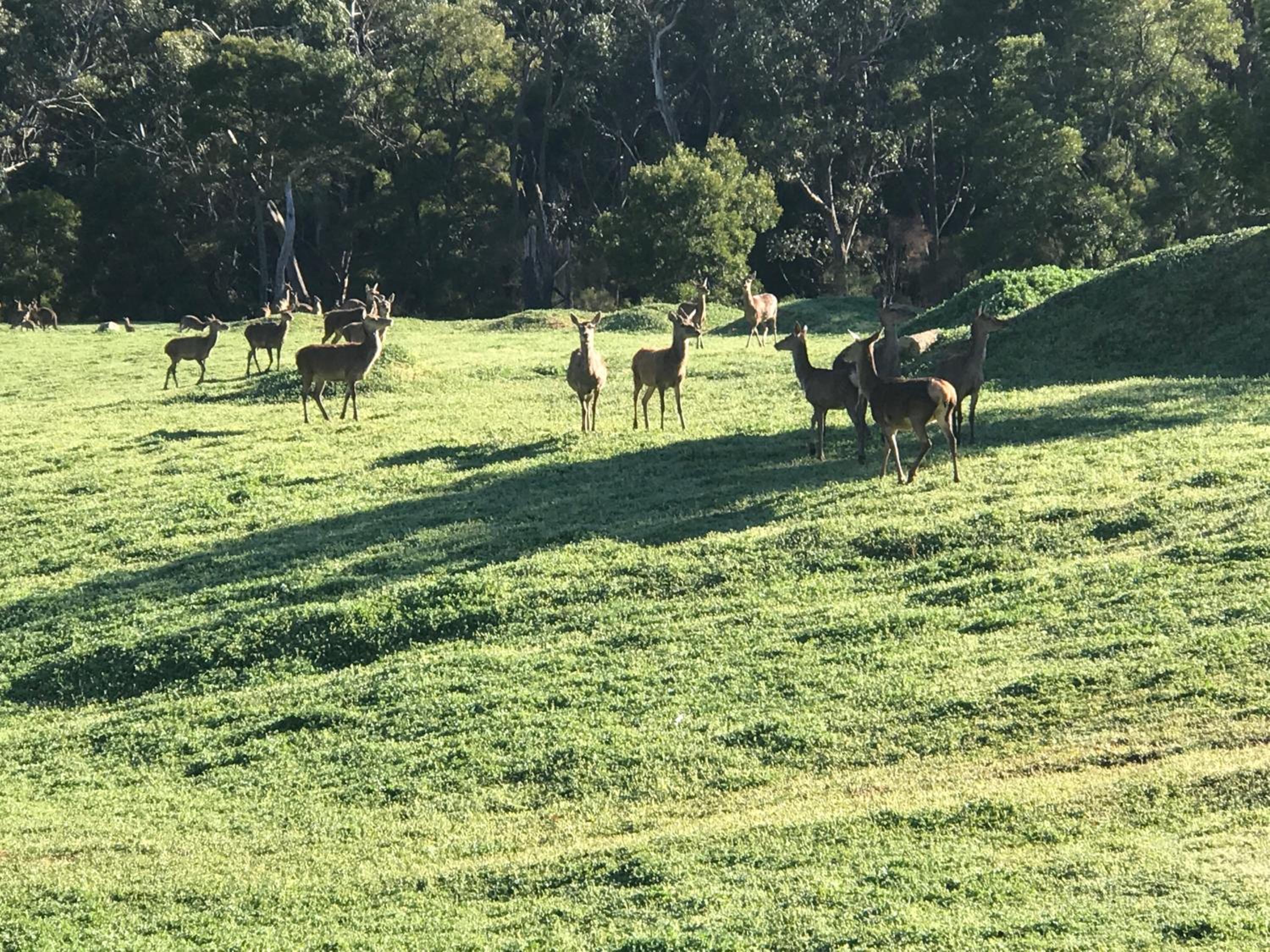 Bushland