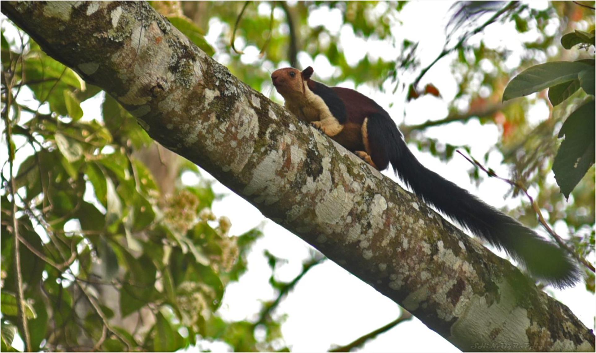 Spice Jungle Resort
