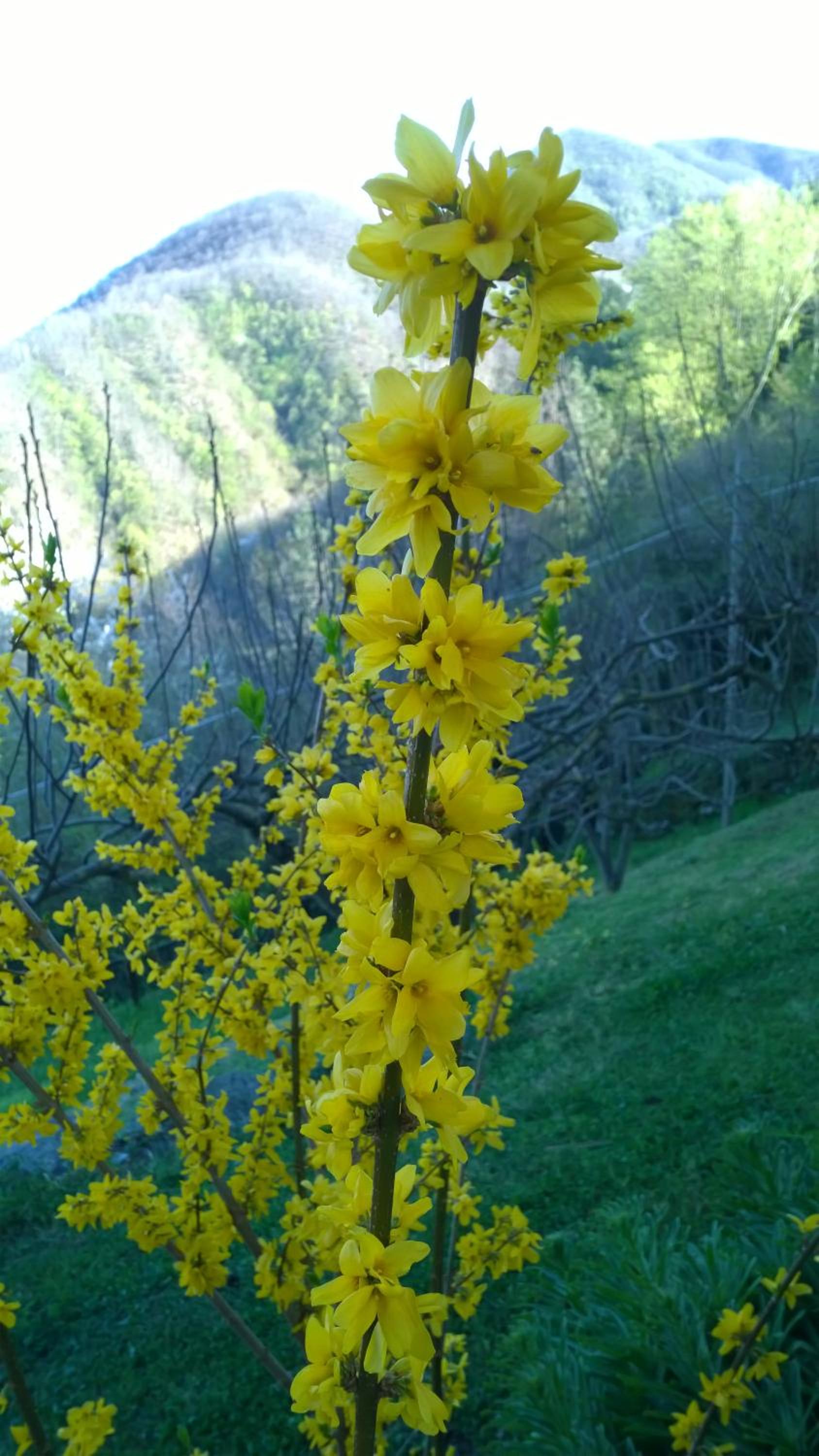 La casa del girasole view 5