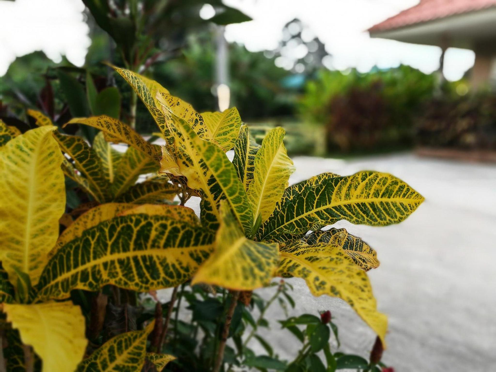 Deva Garden Resort