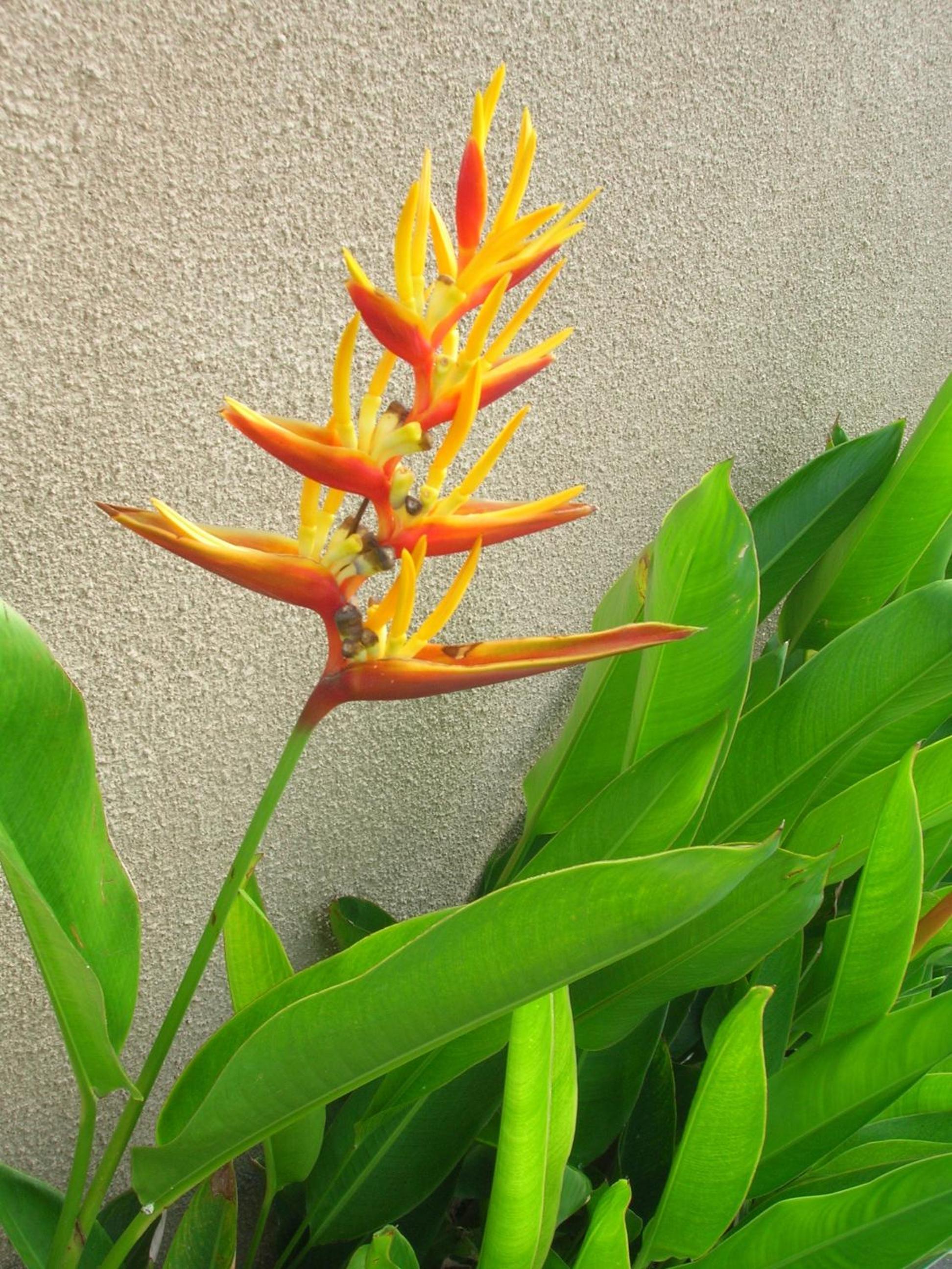 Fruits Villa view 5
