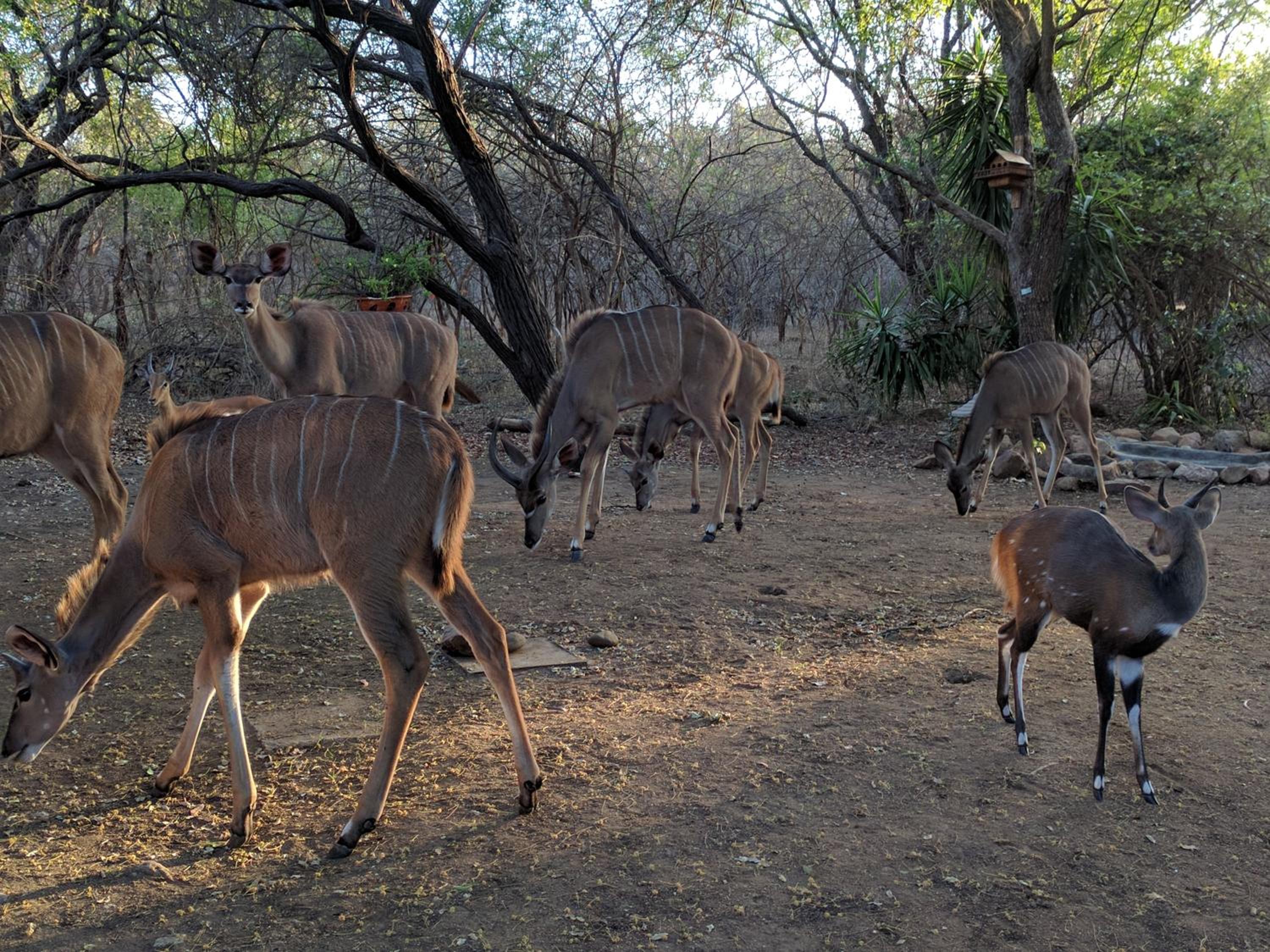 Kruger Safari Animal Encounter