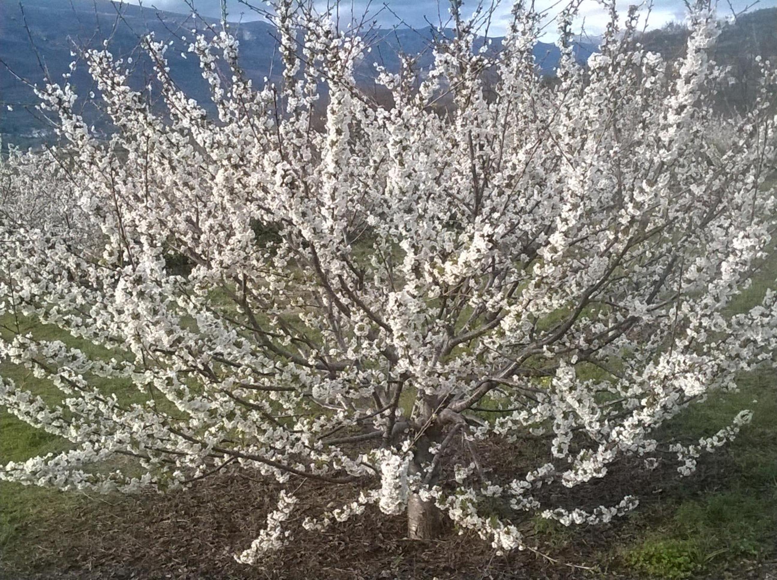 Las Glicinias del Jerte