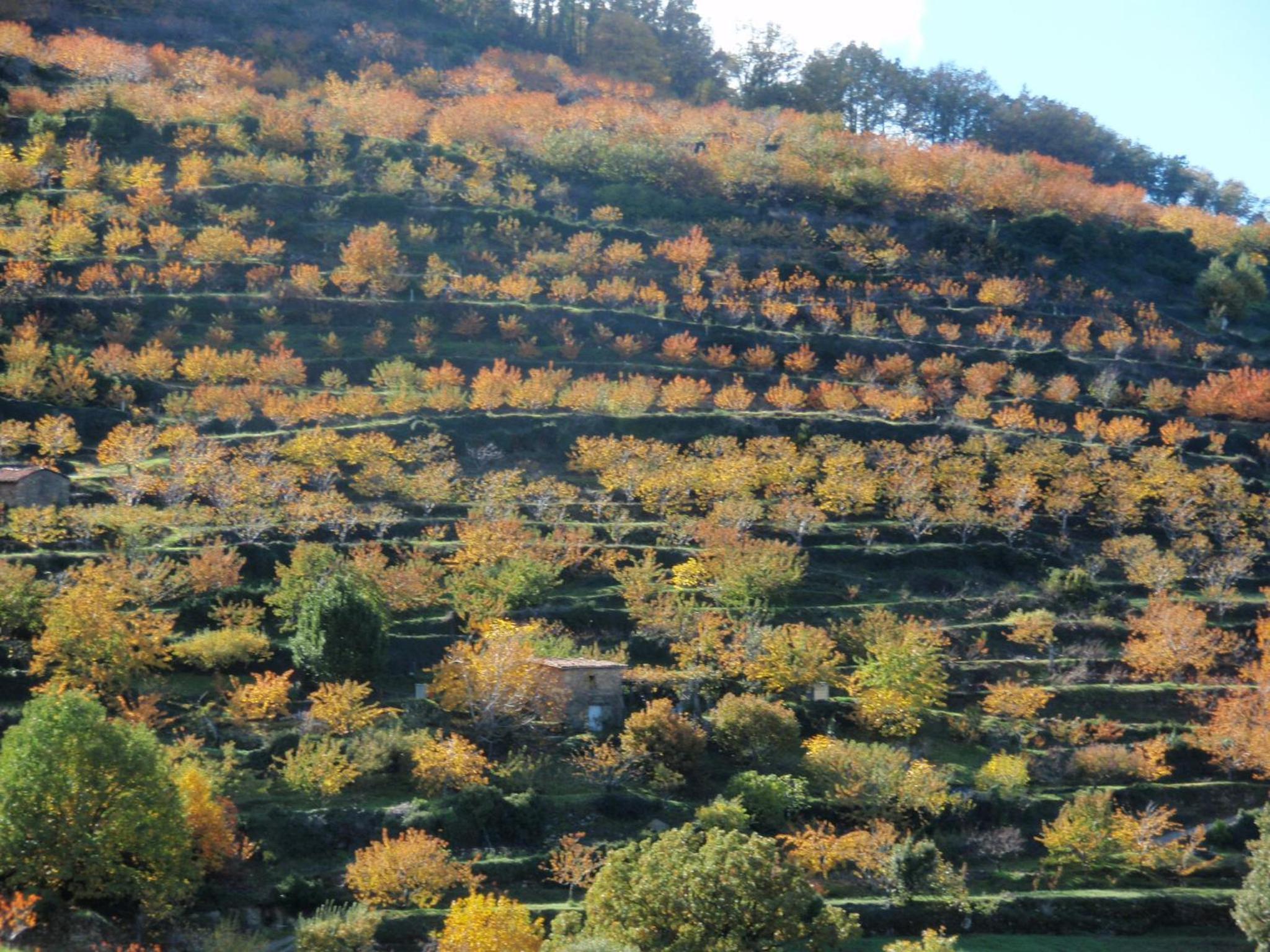 Las Glicinias del Jerte