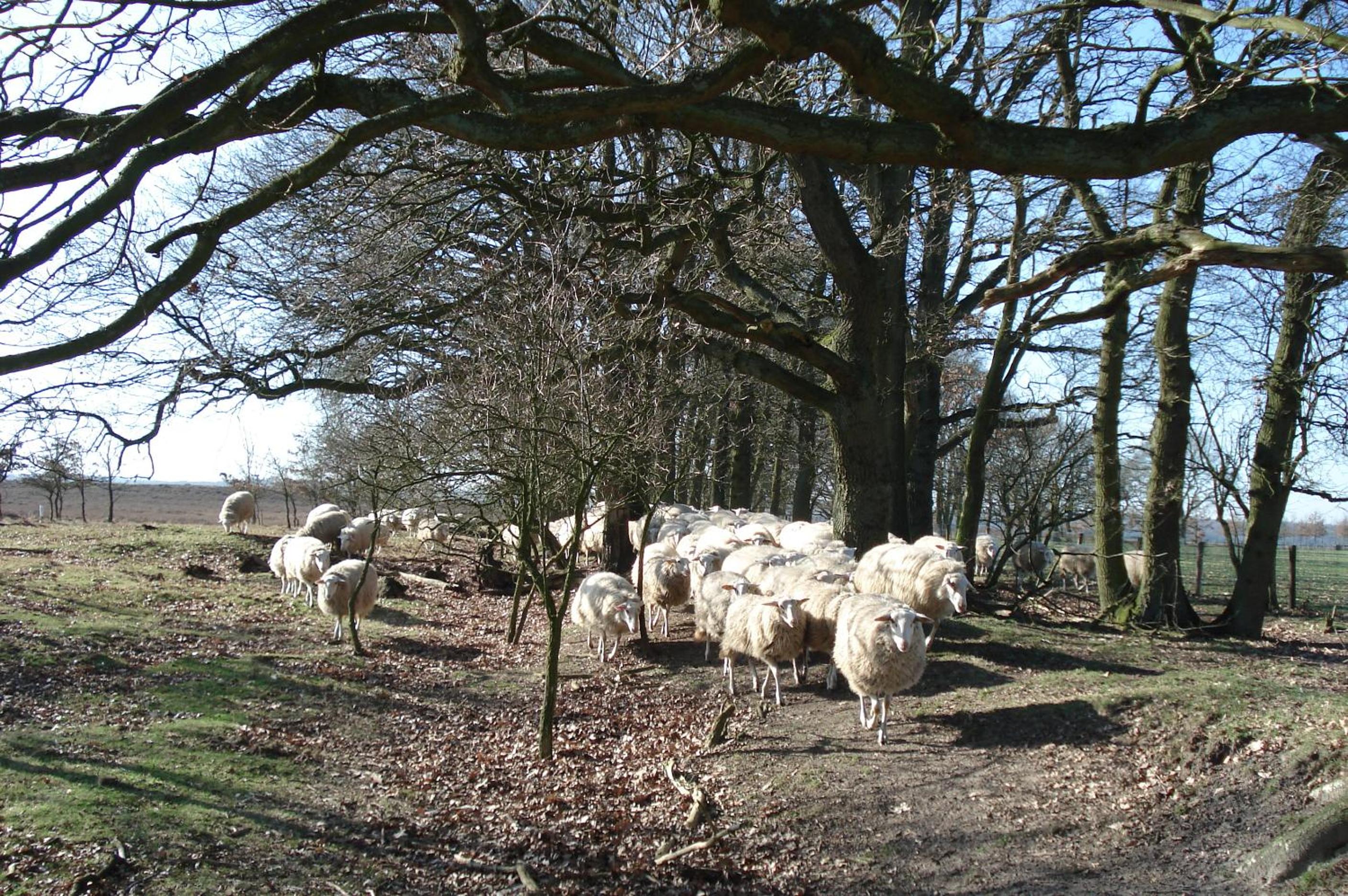 B&B De Willemshoeve, photo 53