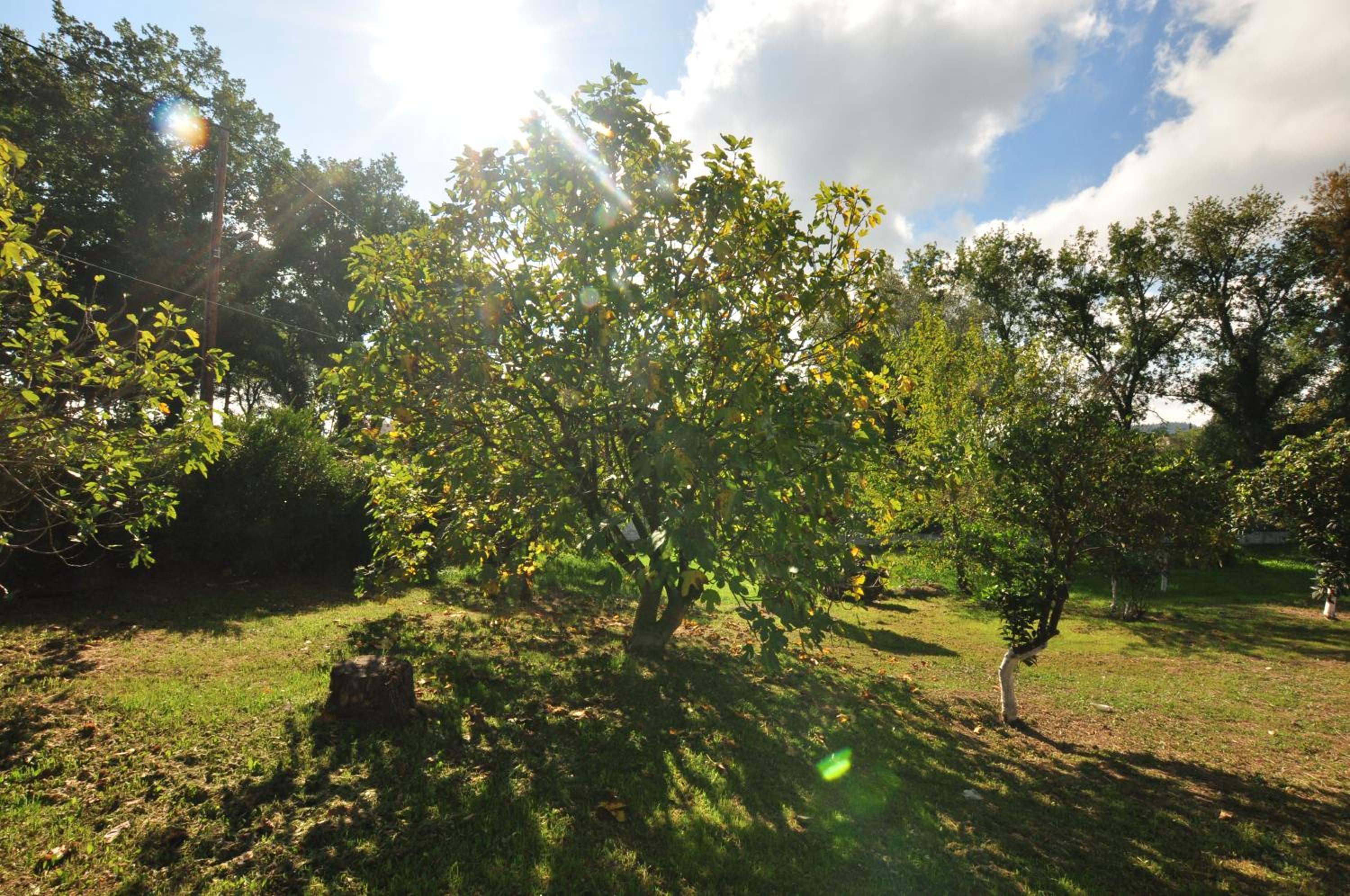 Photo 42