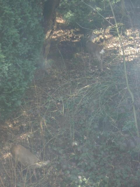Photo 74