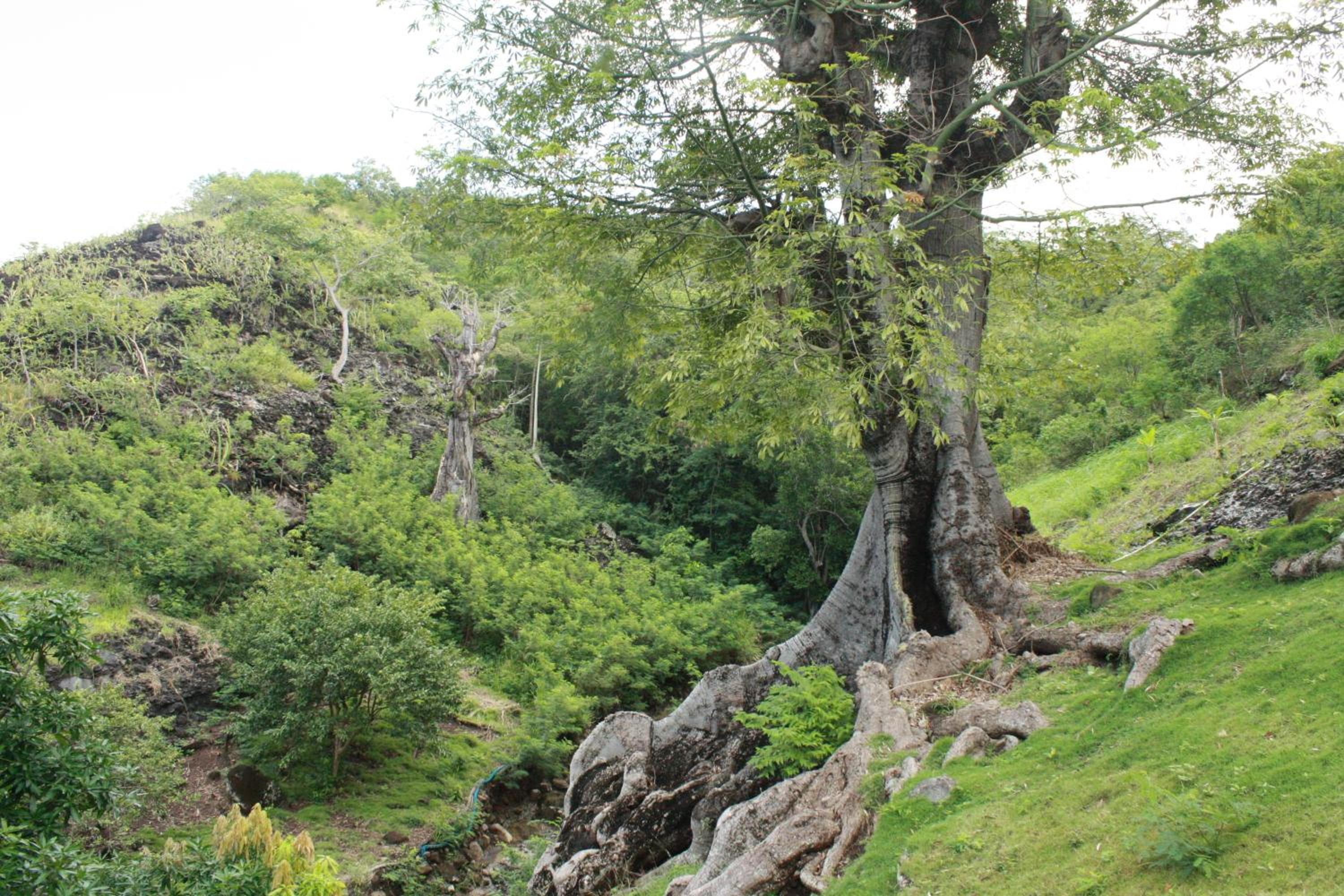 Posada Rock-stone