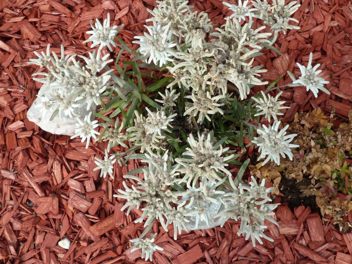 Photo 44