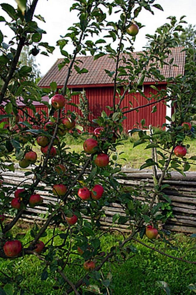 Smultronboda Fårgård
